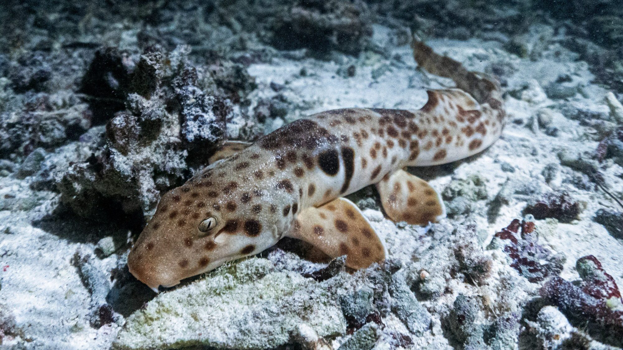 Epaulette shark