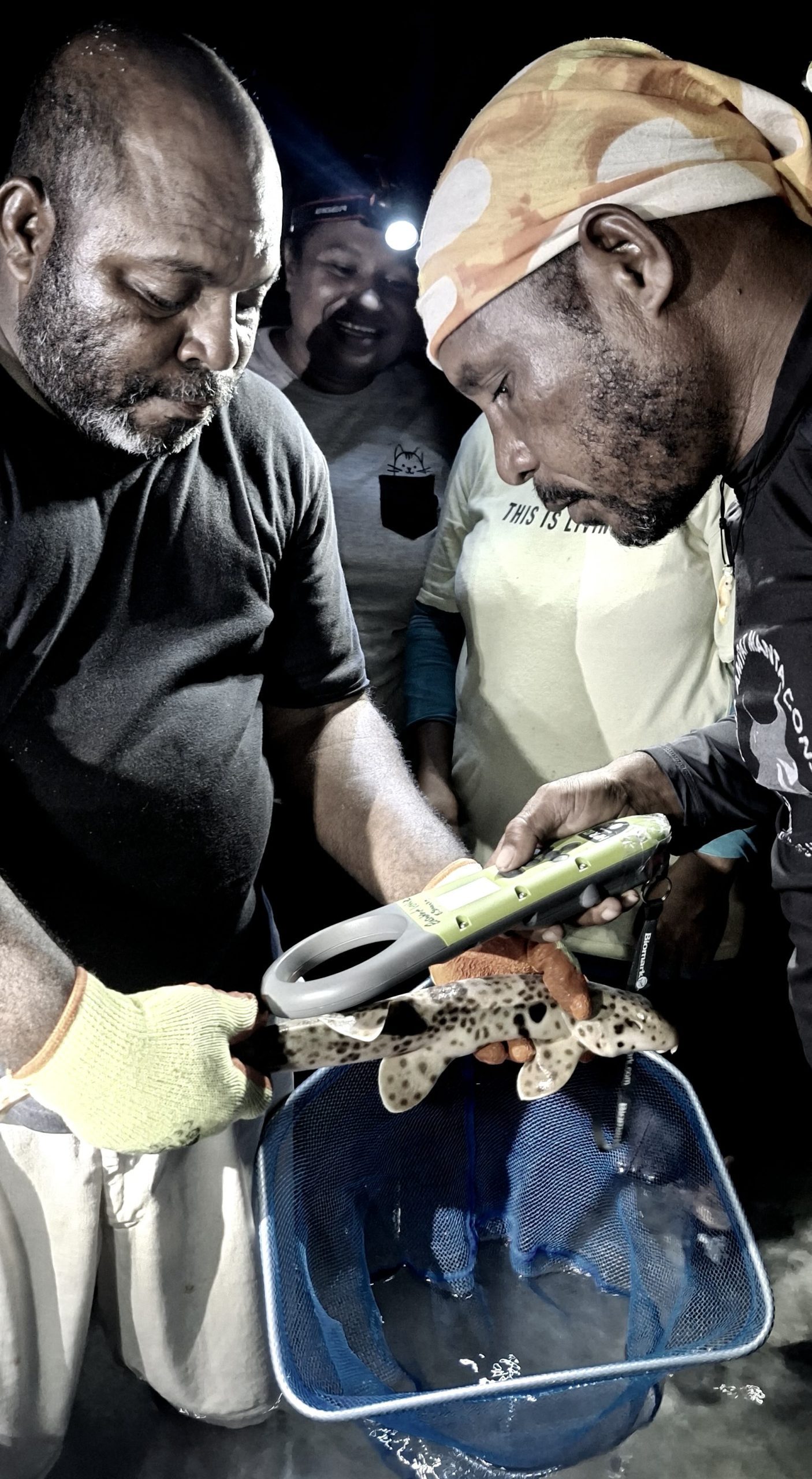 Local community surveying Epaulette sharks