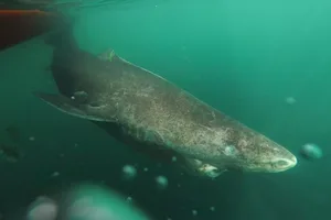 SOMI38_Julius-Nielson_623-ac17926 Greenland sharks can grow to 5m in length © Julius Nielsen