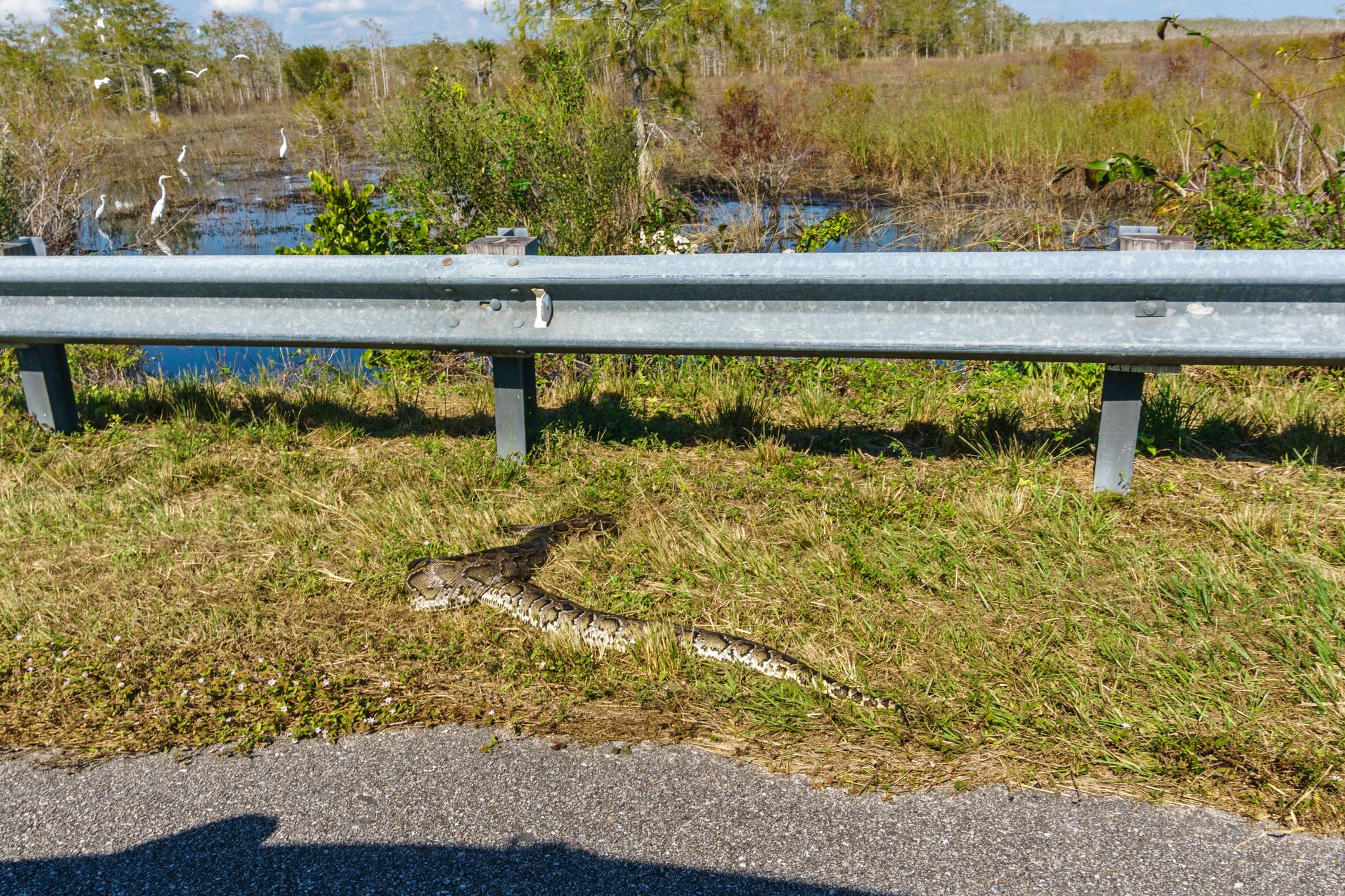 Burmese python in the Everglades
