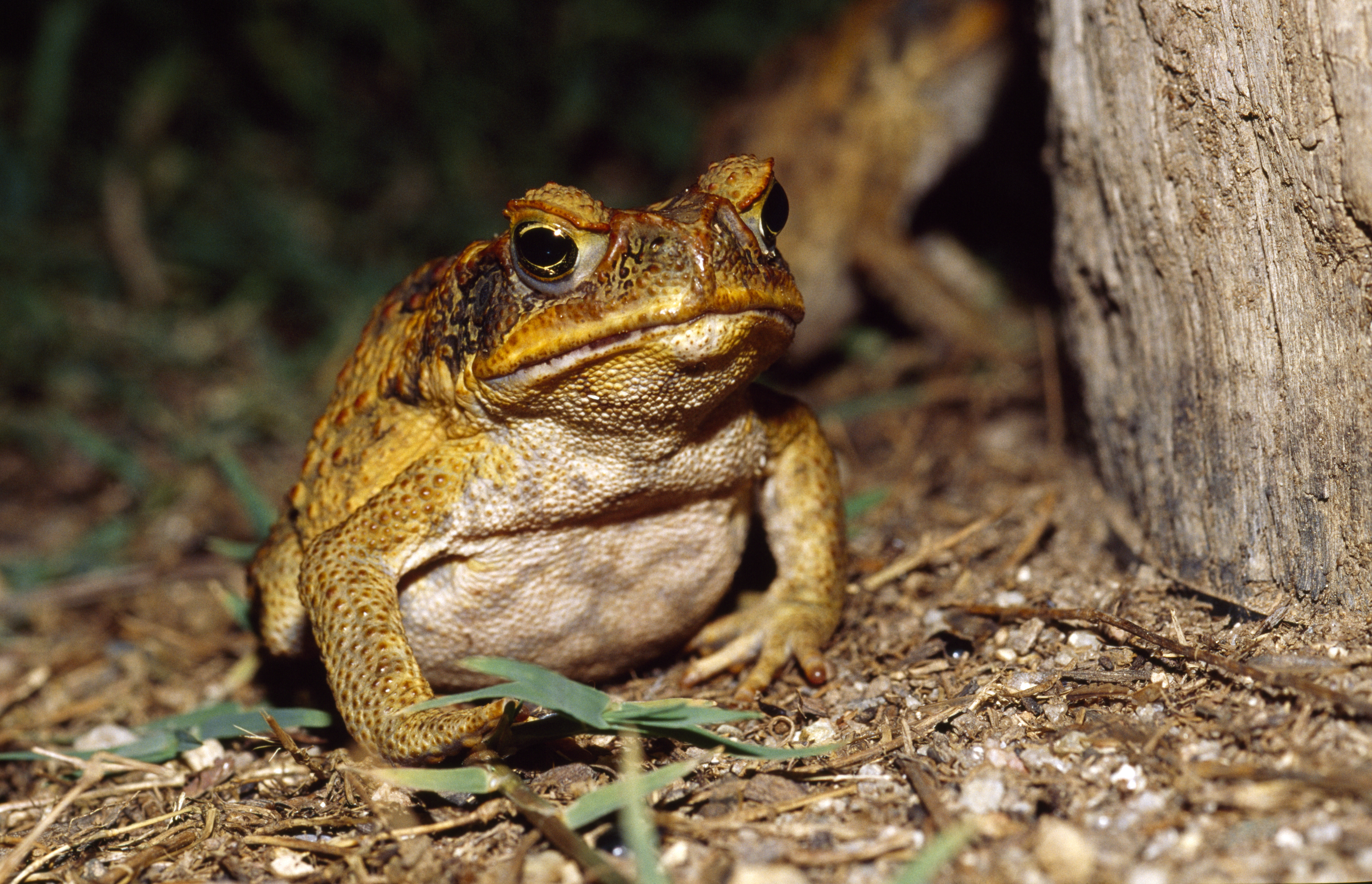 A cane toad under a street light, Queensland, Australia.