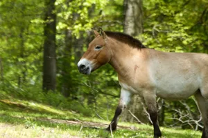 Przewalski’s horse