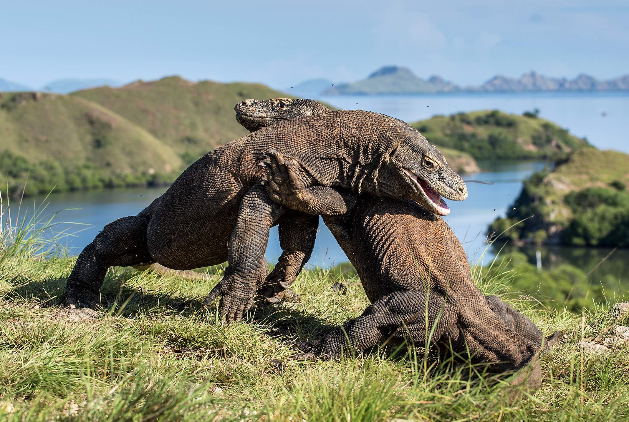 Komodo dragons