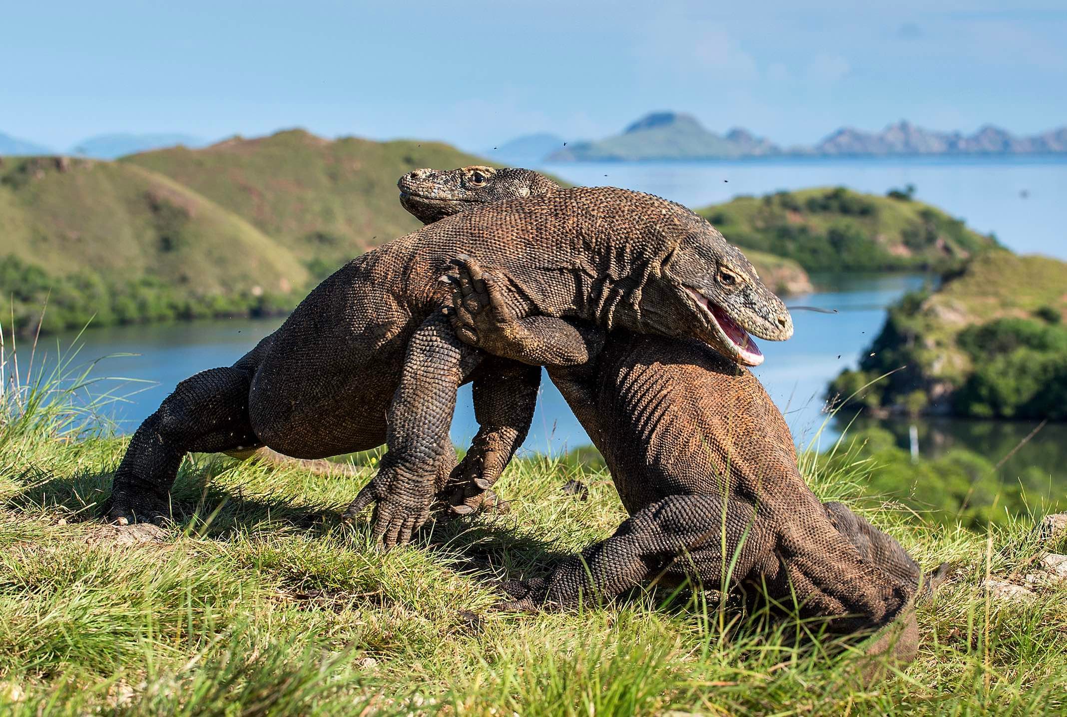 Komodo dragons