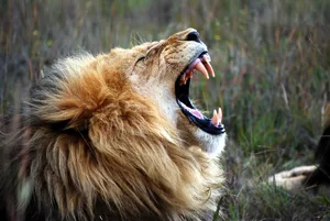 Close-up of a lion roaring. © Mark Chilton/EyeEm/Getty https://www.discoverwildlife.com/animal-facts/mammals/why-do-tigers-have-stripes/