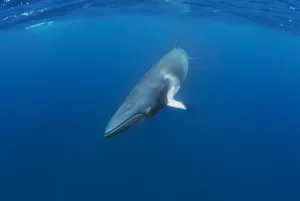 Northern minke whale (Balaenoptera acutorostrata) Ribbon Reefs, Great Barrier Reef, Queensland, Australia © Mark Carwardine/Getty
