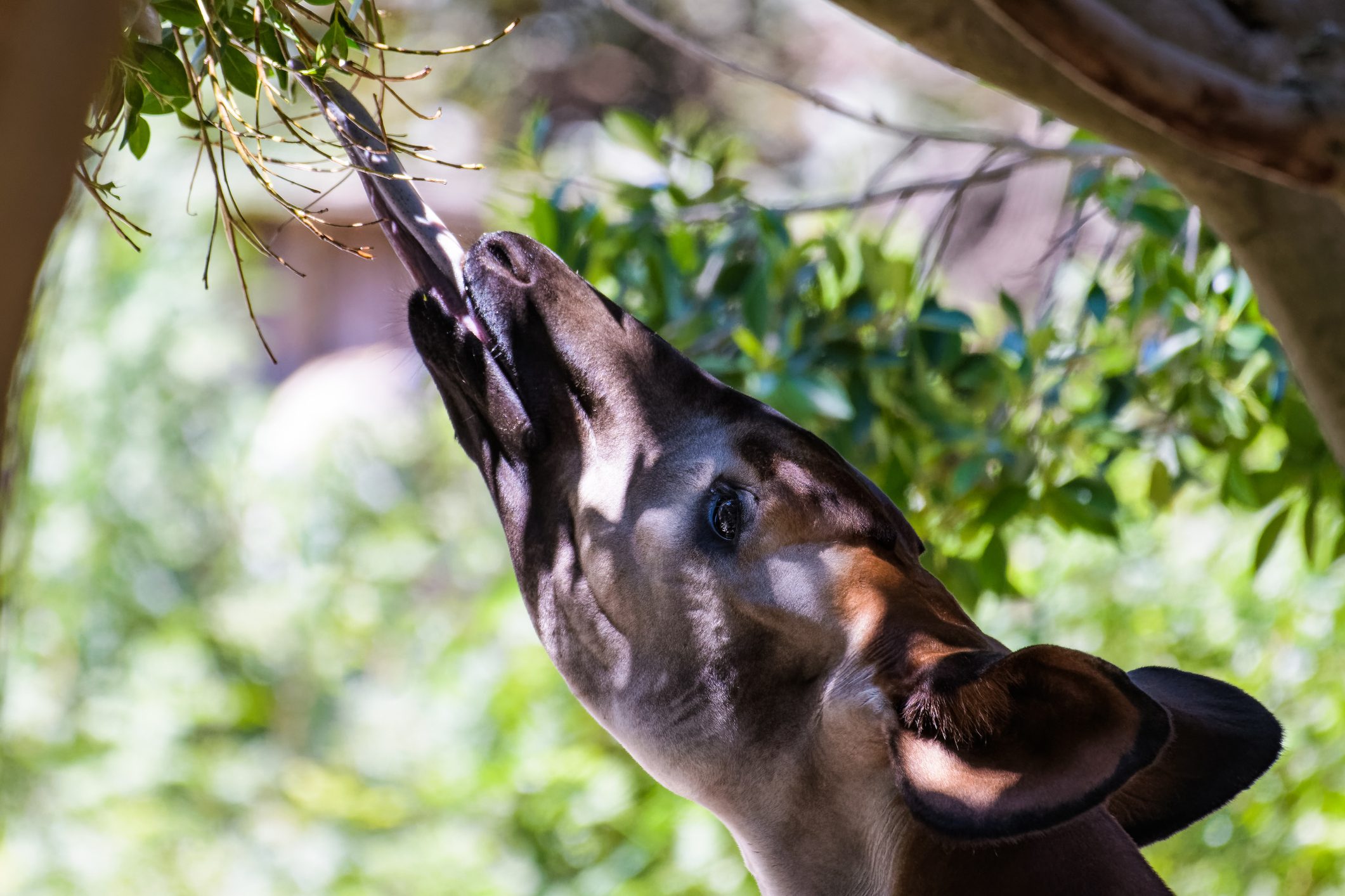 Closeup of an okapi eating leaves from a tree. © Thorsten Spoerlein/Getty (photographed in captivity) Closeup of an okapi eating leaves from a tree. © Thorsten Spoerlein/Getty (photographed in captivity)