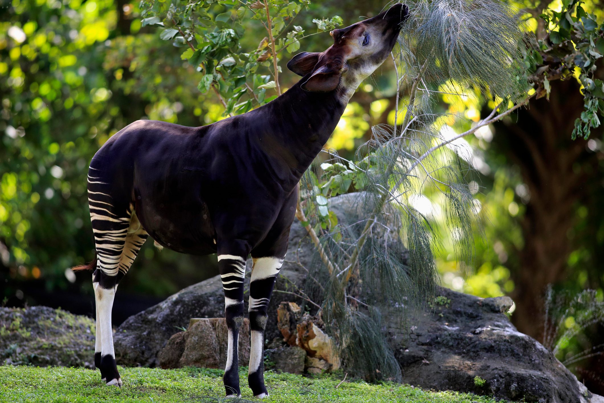 Okapi in captivity. © Jurgen & Christine Sohns/Getty Okapi in captivity. © Jurgen & Christine Sohns/Getty