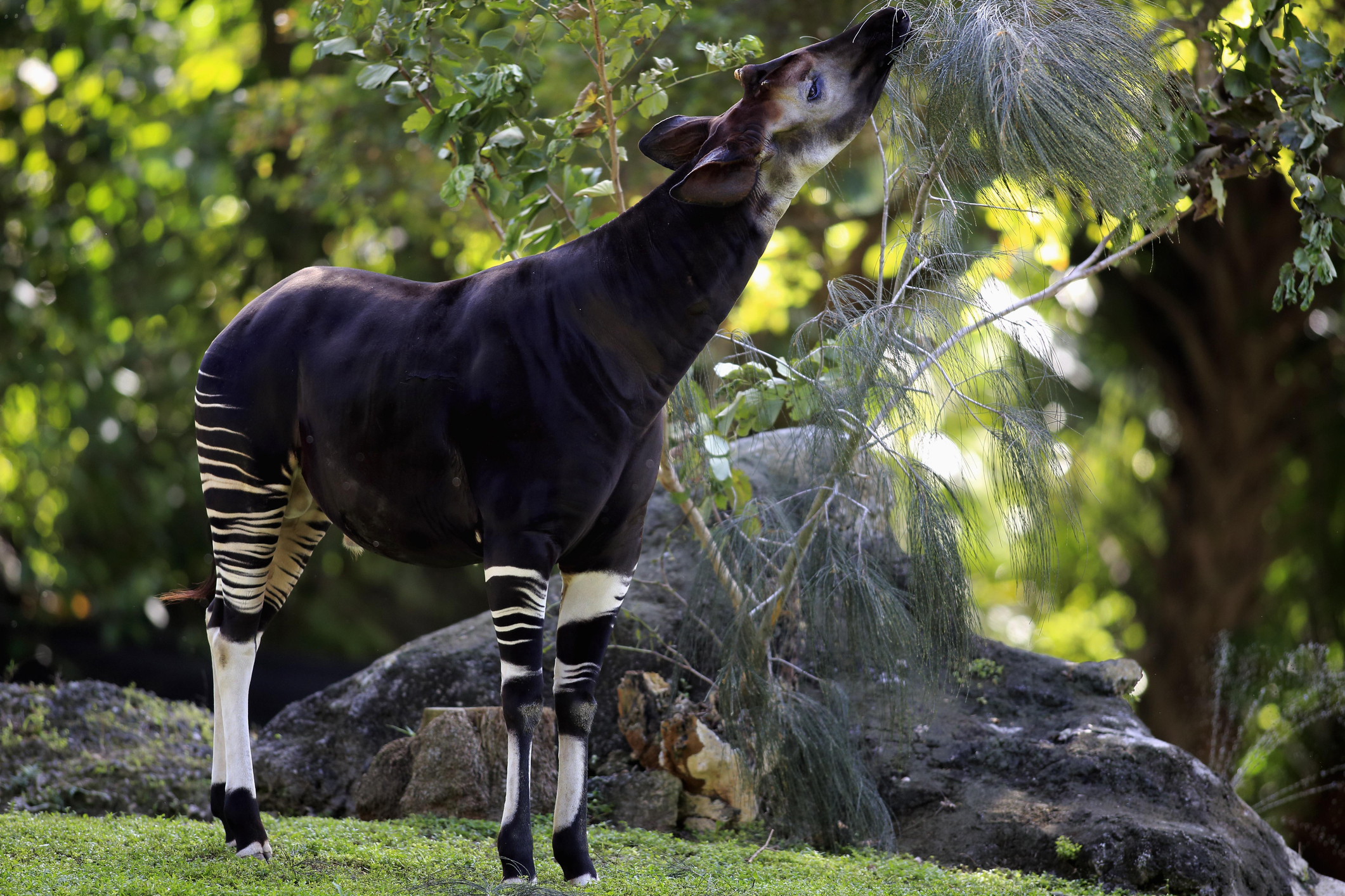 Okapi in captivity. © Jurgen & Christine Sohns/Getty Okapi in captivity. © Jurgen & Christine Sohns/Getty