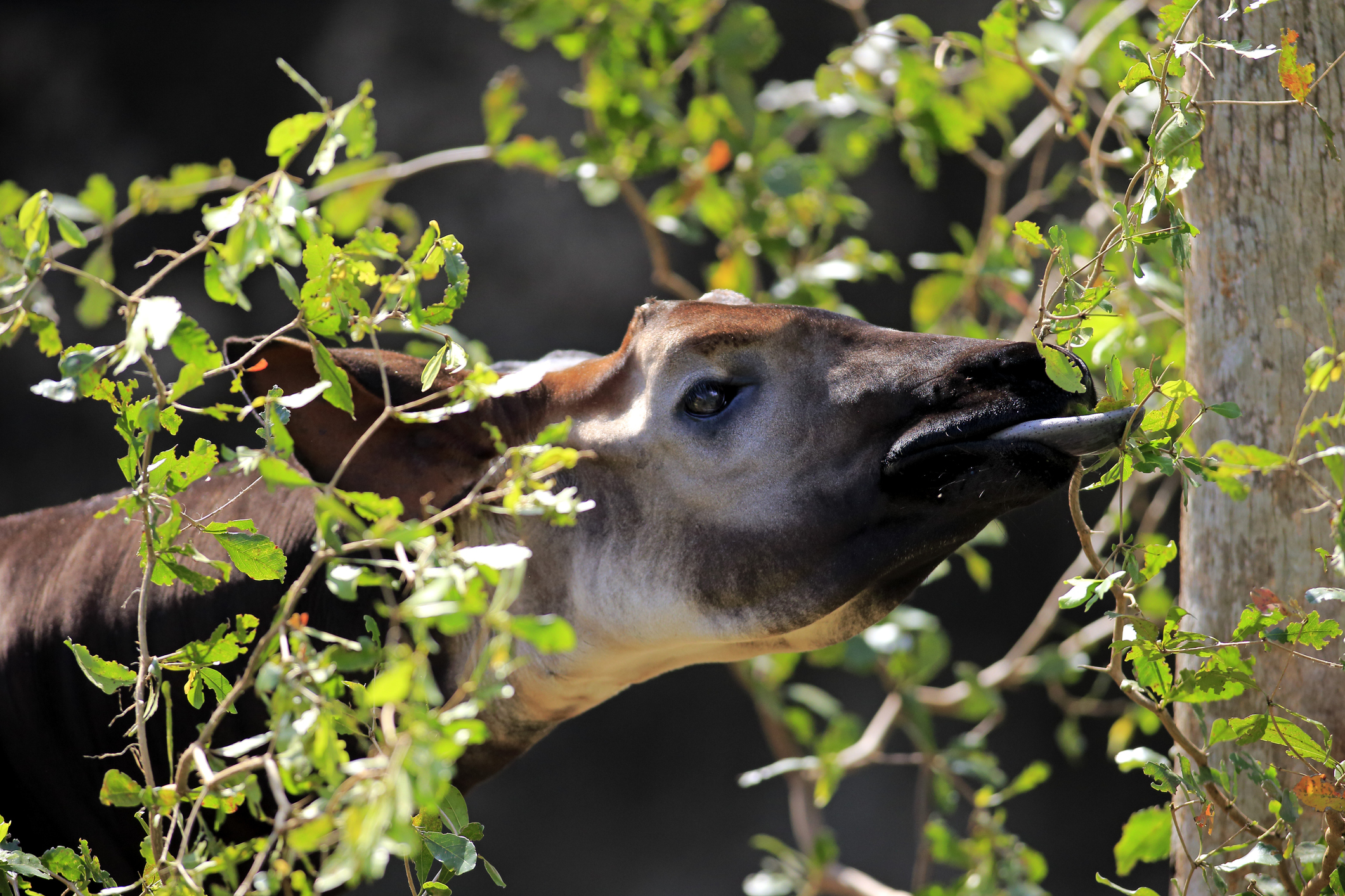 An okapi's tongue can reach between 14 and 18 inches in length. © Juergen and Christine Sohns/Getty (photographed in captivity)