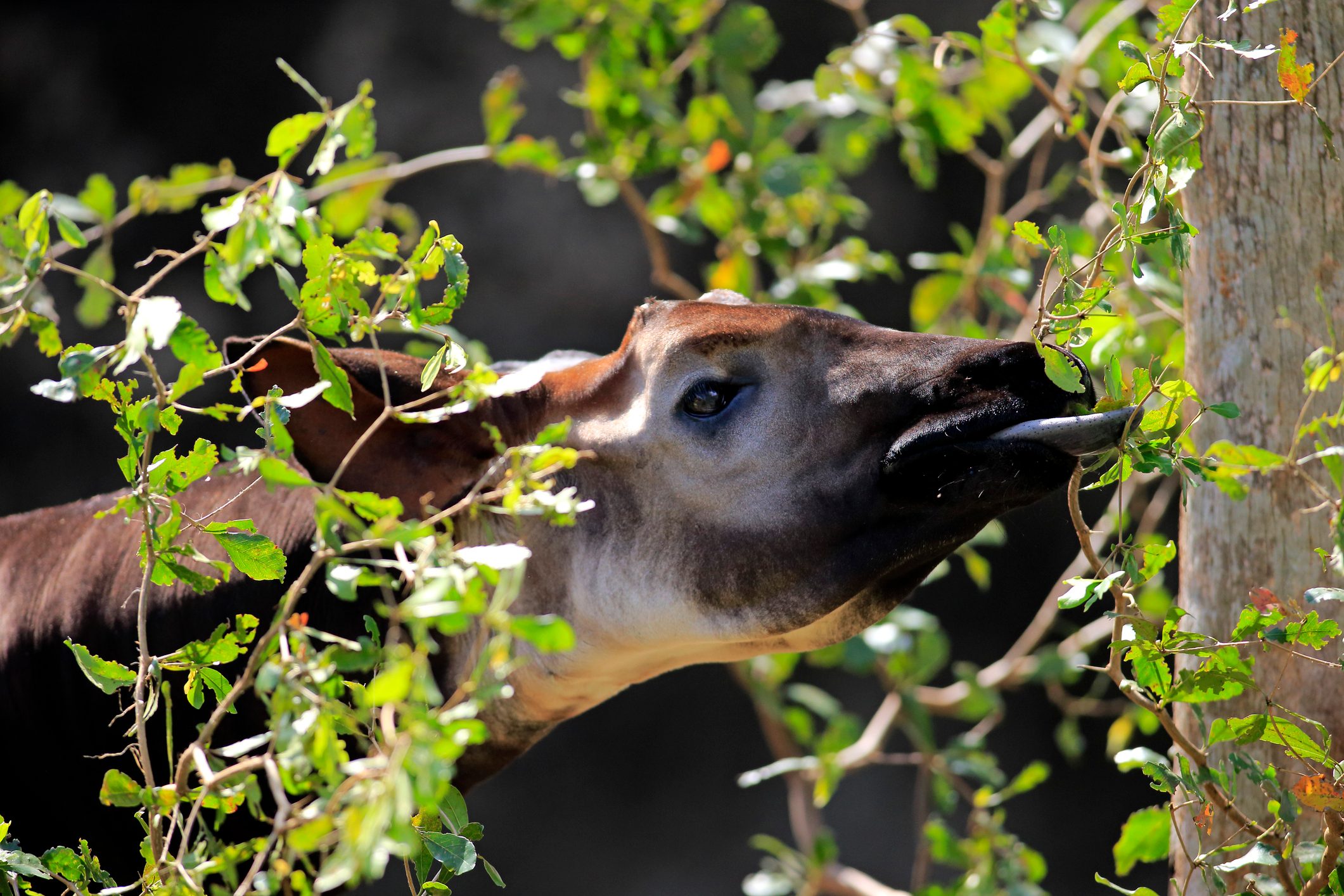An okapi's tongue can reach between 14 and 18 inches in length. © Juergen and Christine Sohns/Getty (photographed in captivity) An okapi's tongue can reach between 14 and 18 inches in length. © Juergen and Christine Sohns/Getty (photographed in captivity)