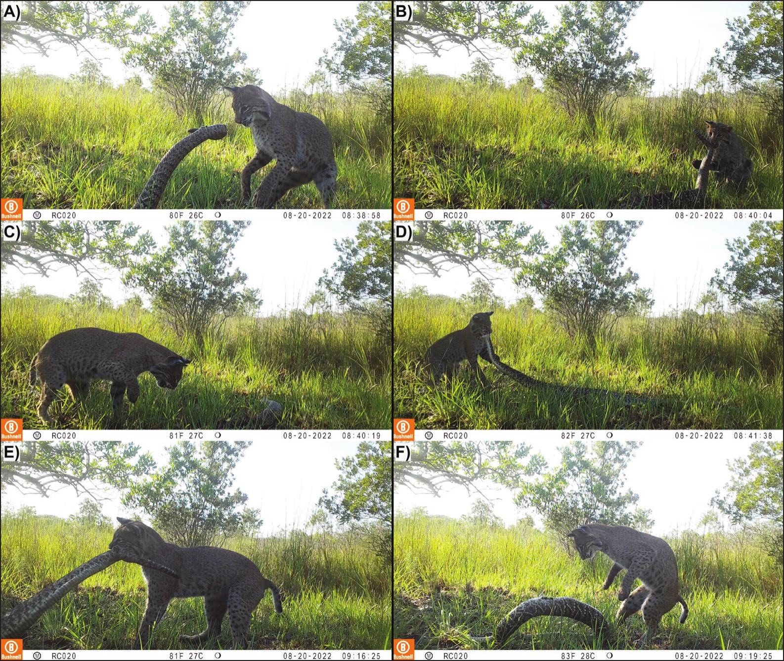 Bobcat attacks rattlesnake in Florida