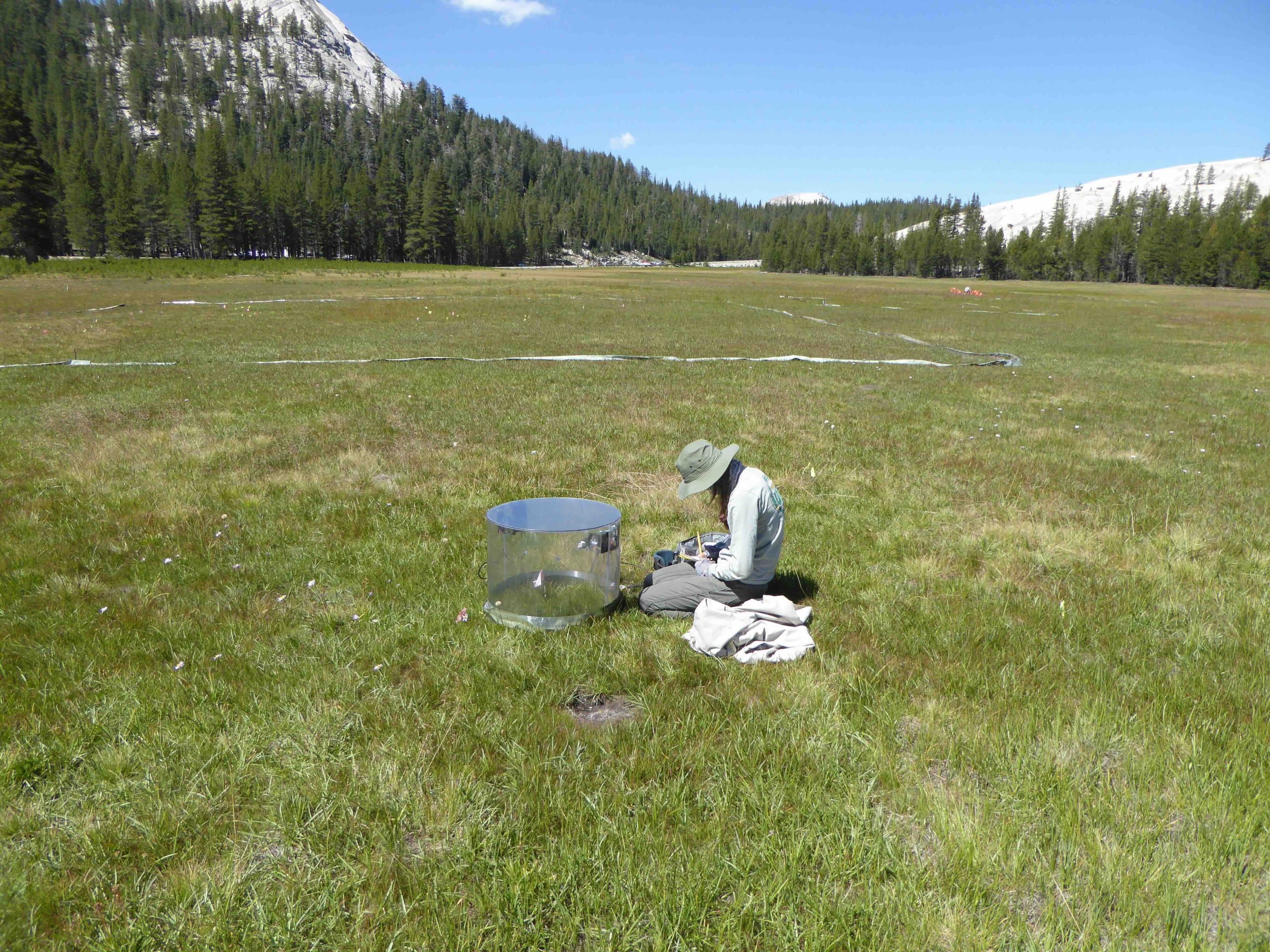 Researcher in Tuolumne Meadows in Yosemite National Park