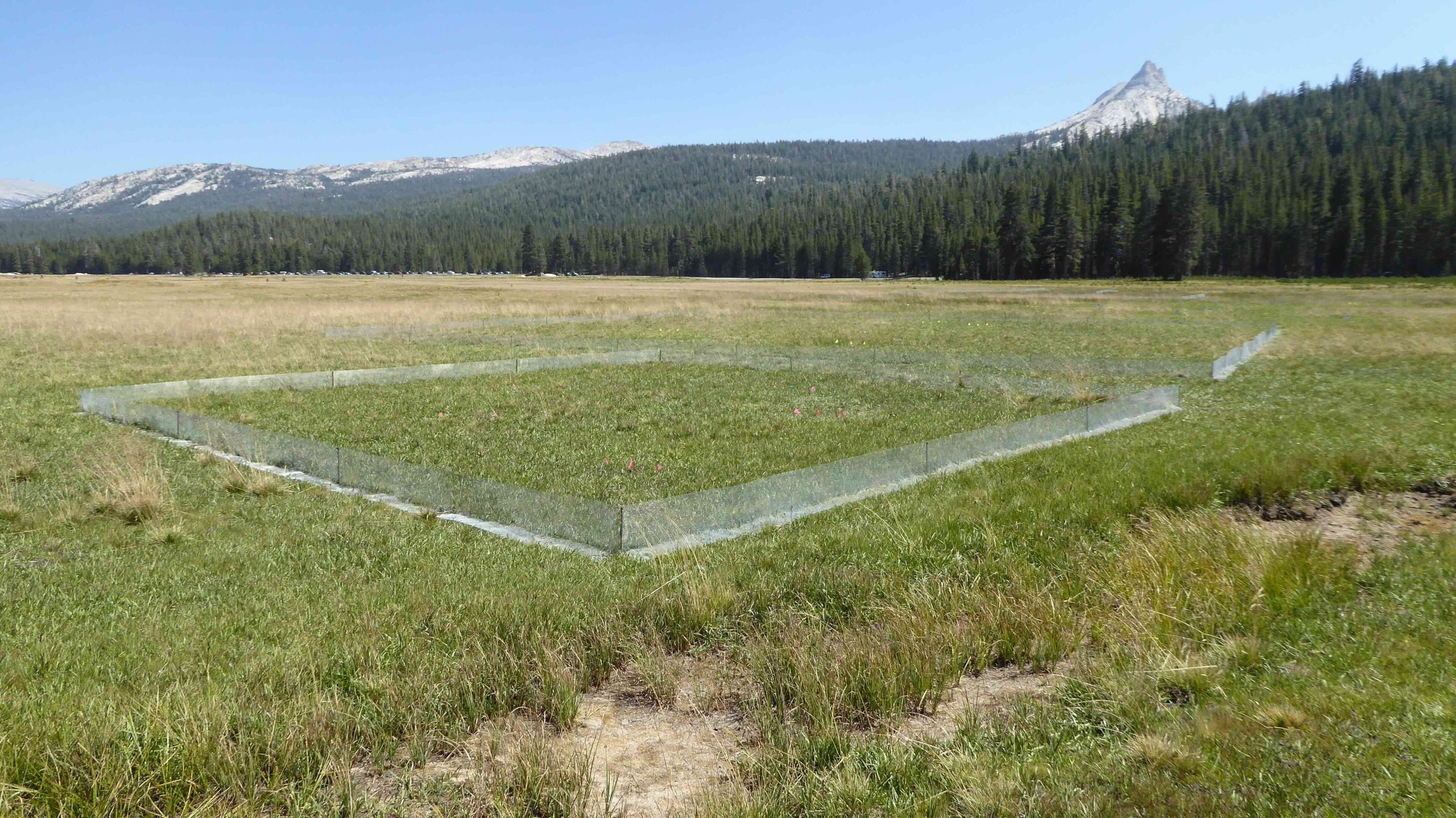 Tuolumne Meadows in Yosemite National Park