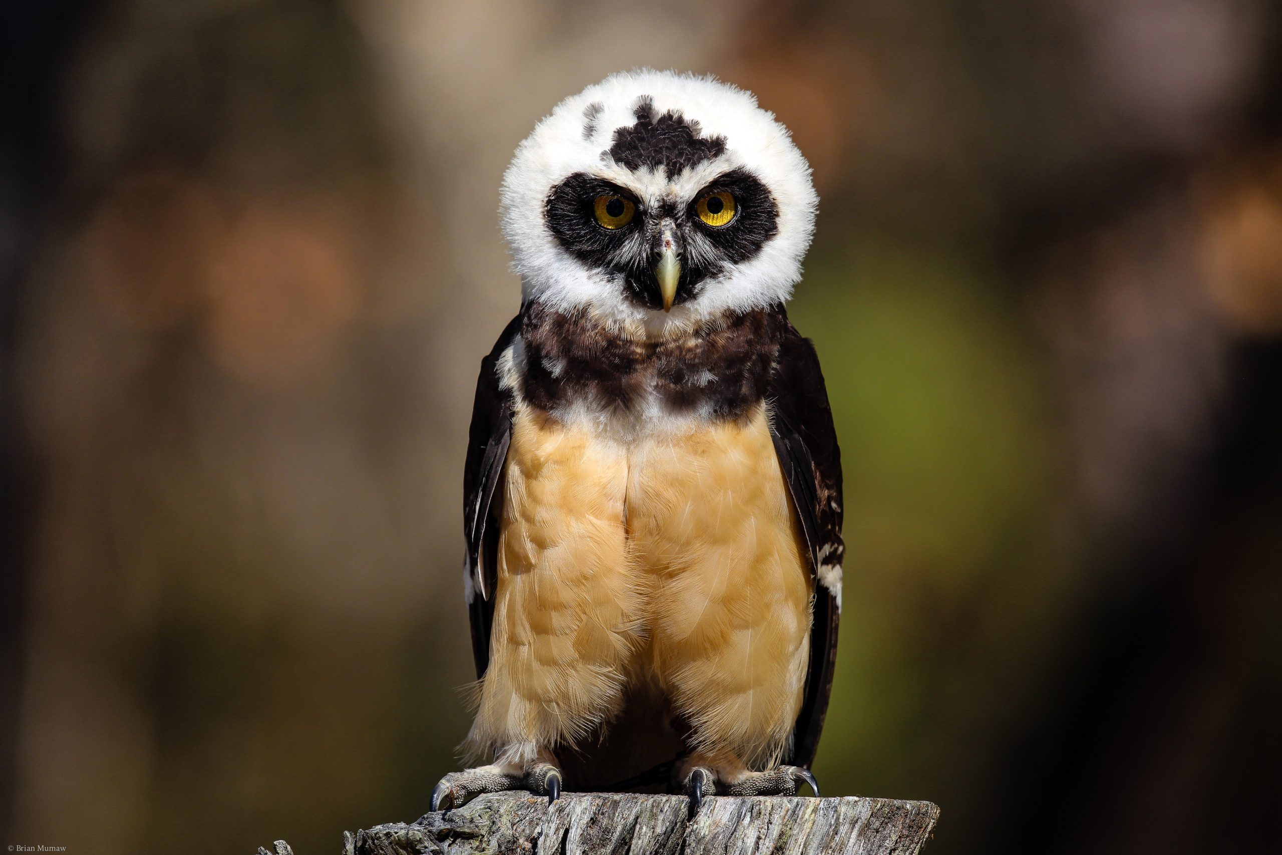 Spectacled owl (Pulsatrix perspicillata). Credit: Brian Mumaw / 500px 500px via Getty