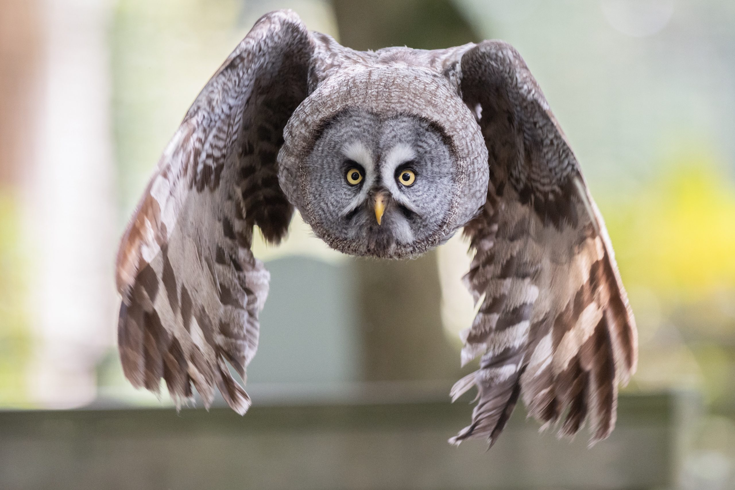 Great grey owl. Credit: Paul Mansfield / 500px 500px via Getty