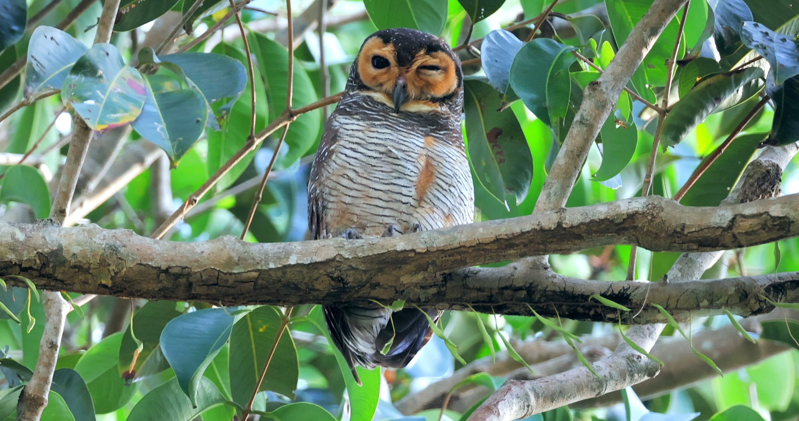Spotted Wood owl. Credit: molishka1988 iStock via Getty