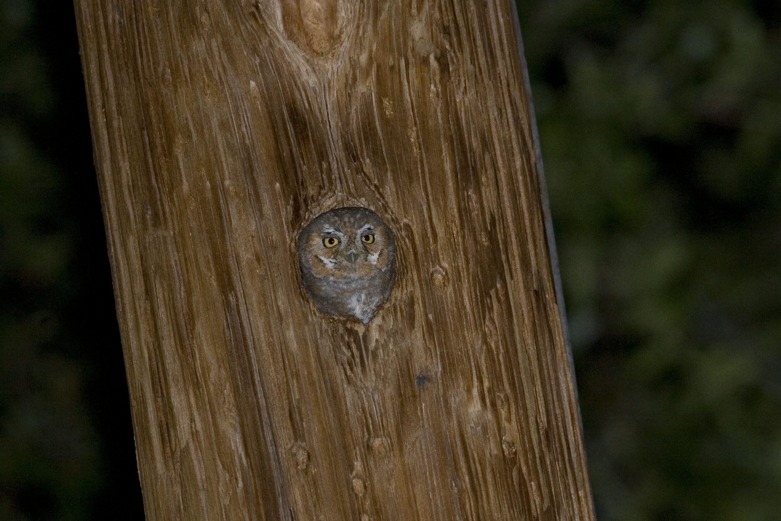 An Elf owl. Credit: hstiver
iStock via Getty