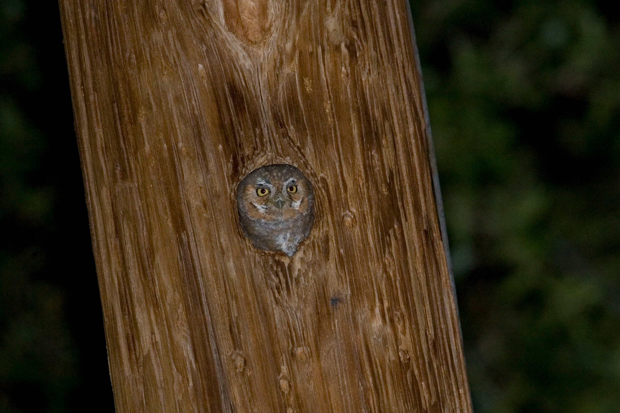 An Elf owl. Credit: hstiver
iStock via Getty