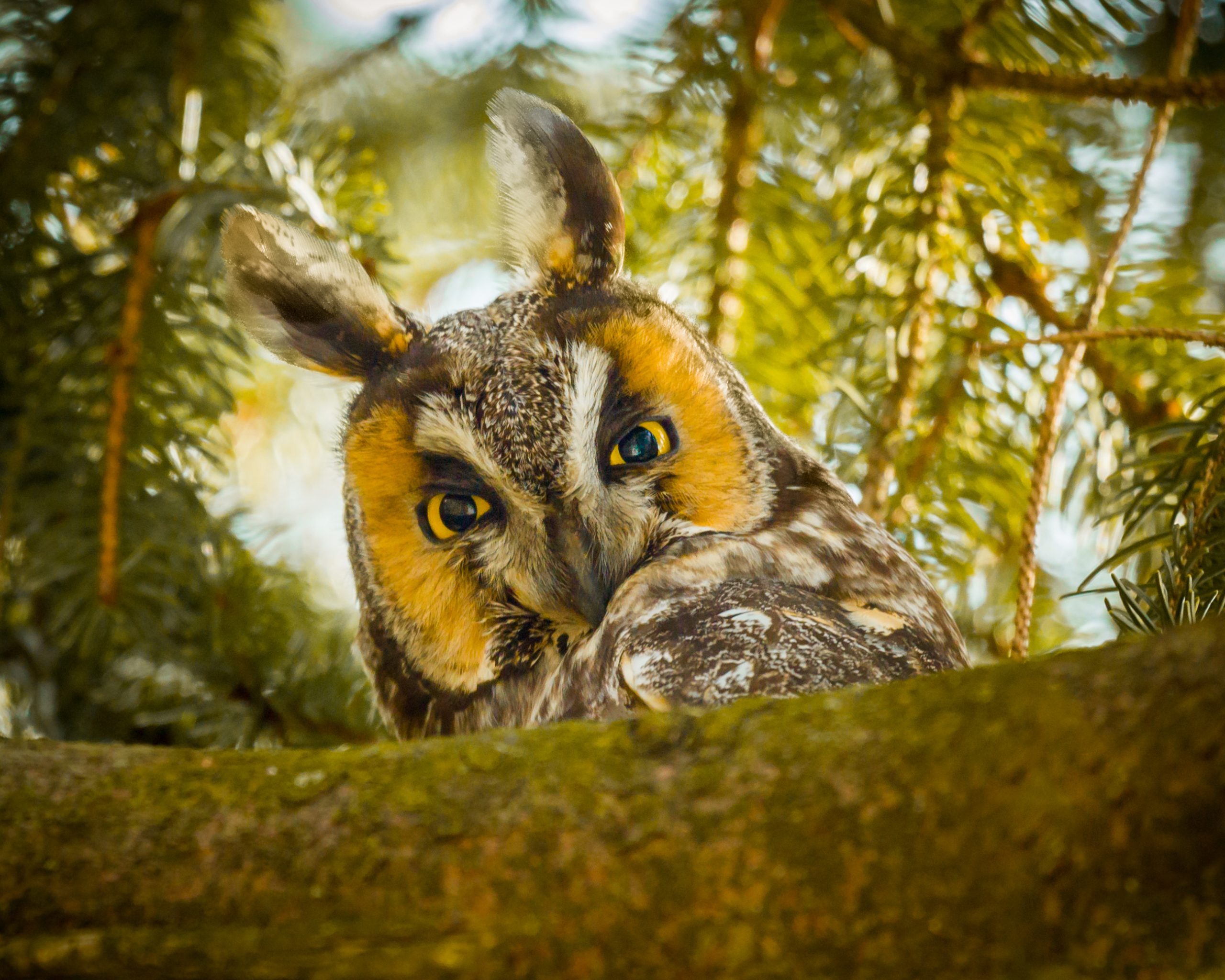 A long-earred owl. Credit: Jack R Perry iStock via Getty