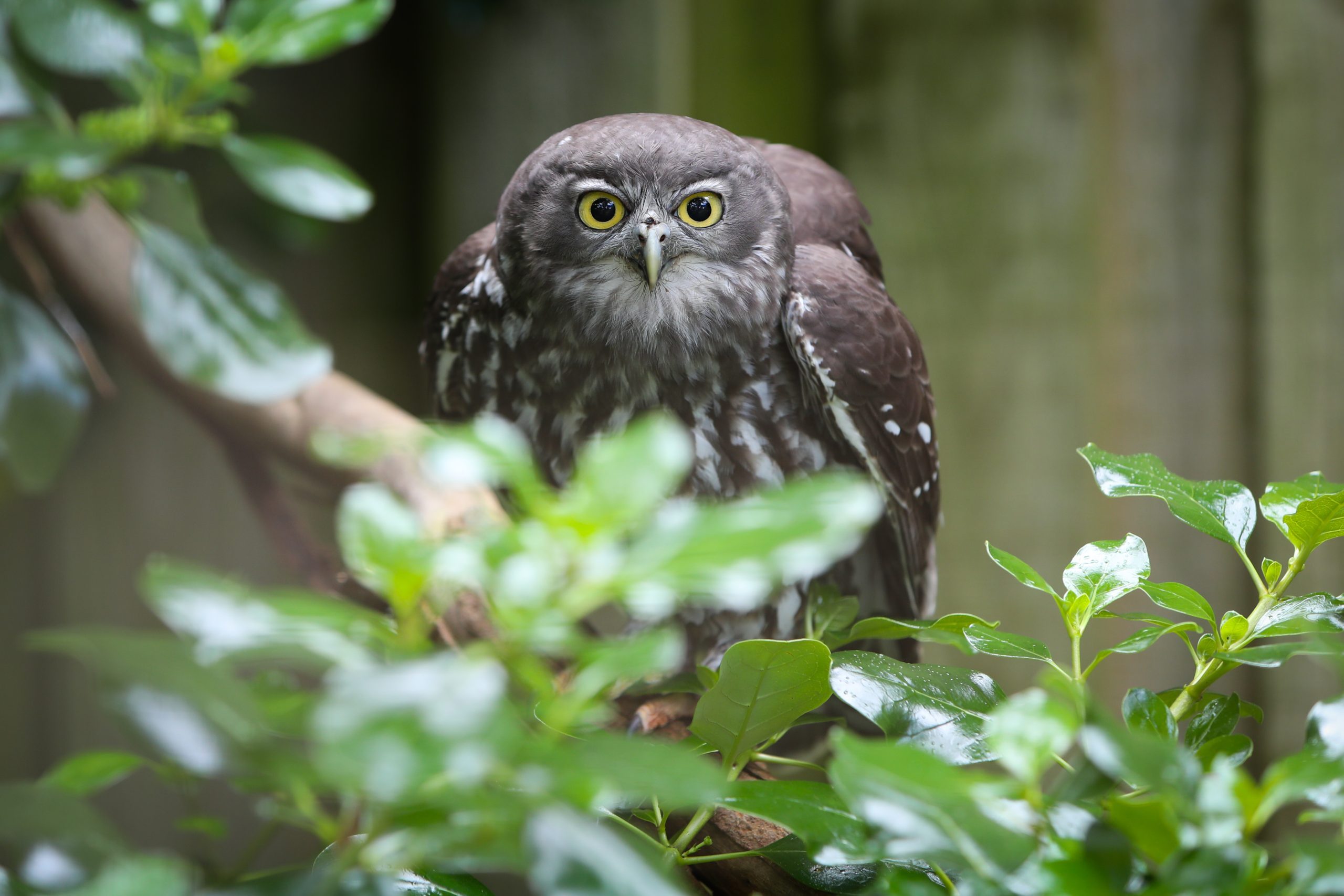 Close up of a barking owl.