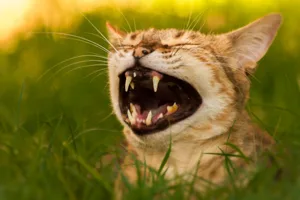 How wild is your cat How wild is your cat