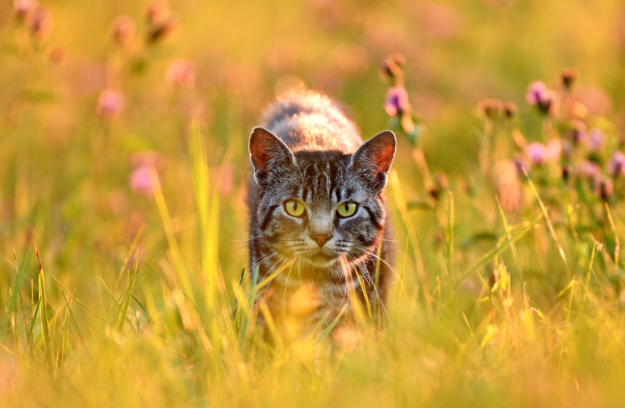 Cat hunting Cat hunting