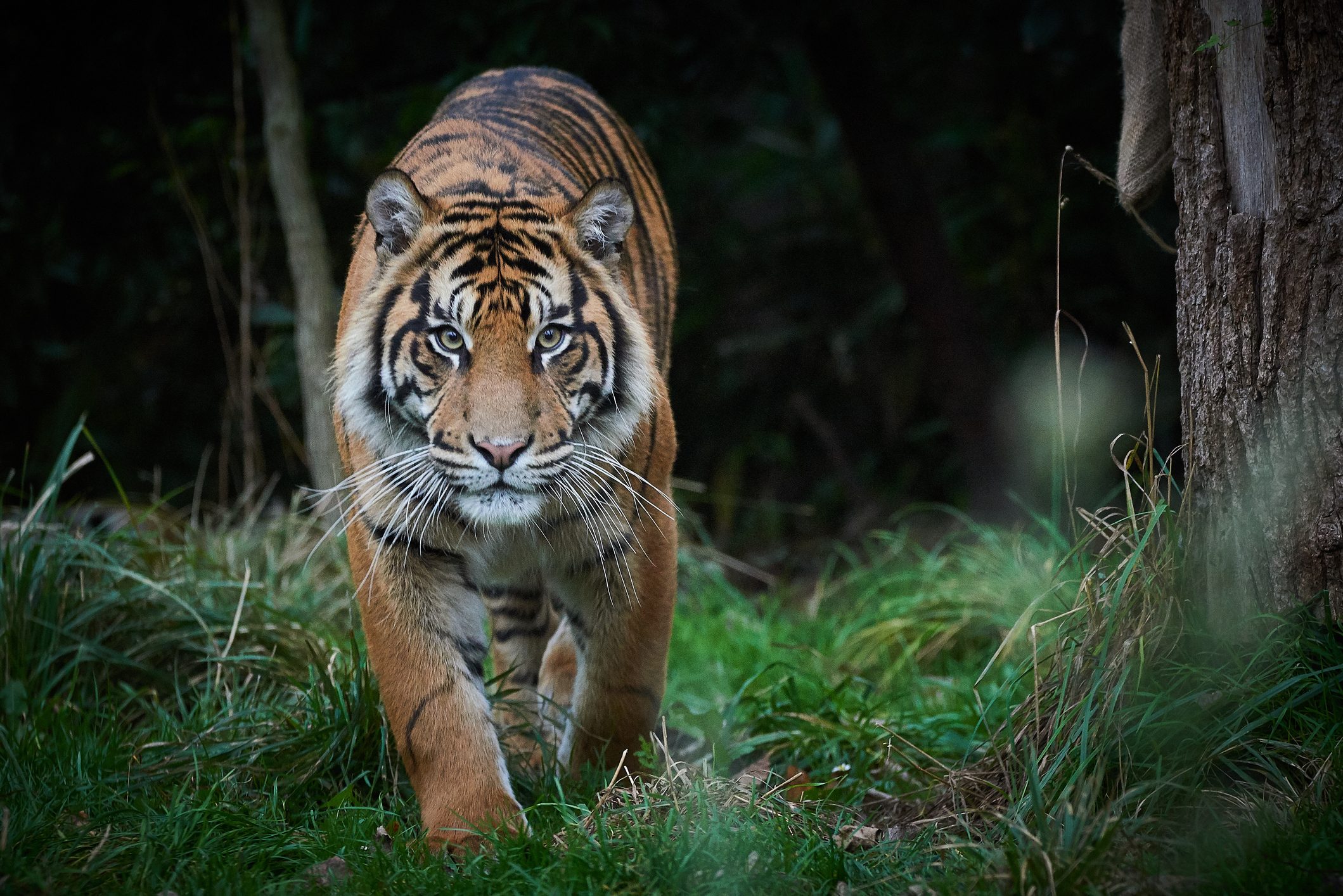 Tiger Tiger