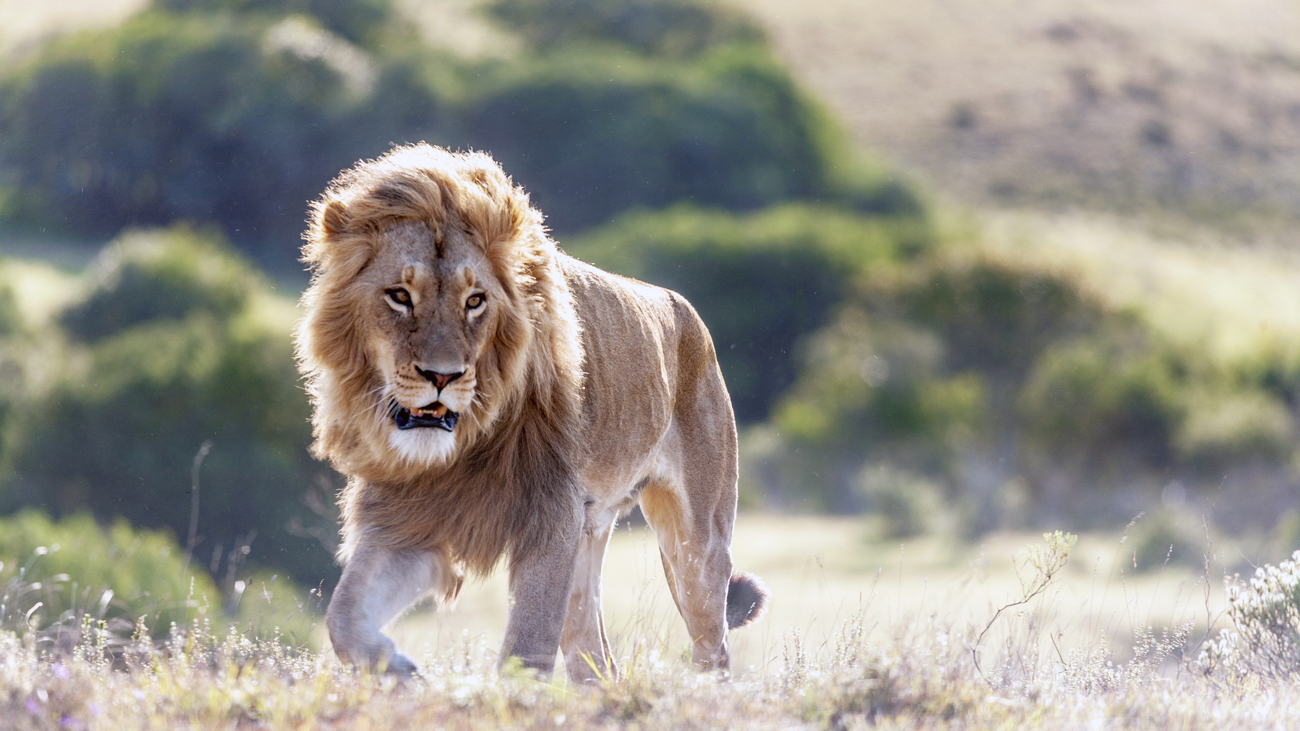 South Africa, Eastern Cape, Lion, Panthera leo with full mane blowing in the wind