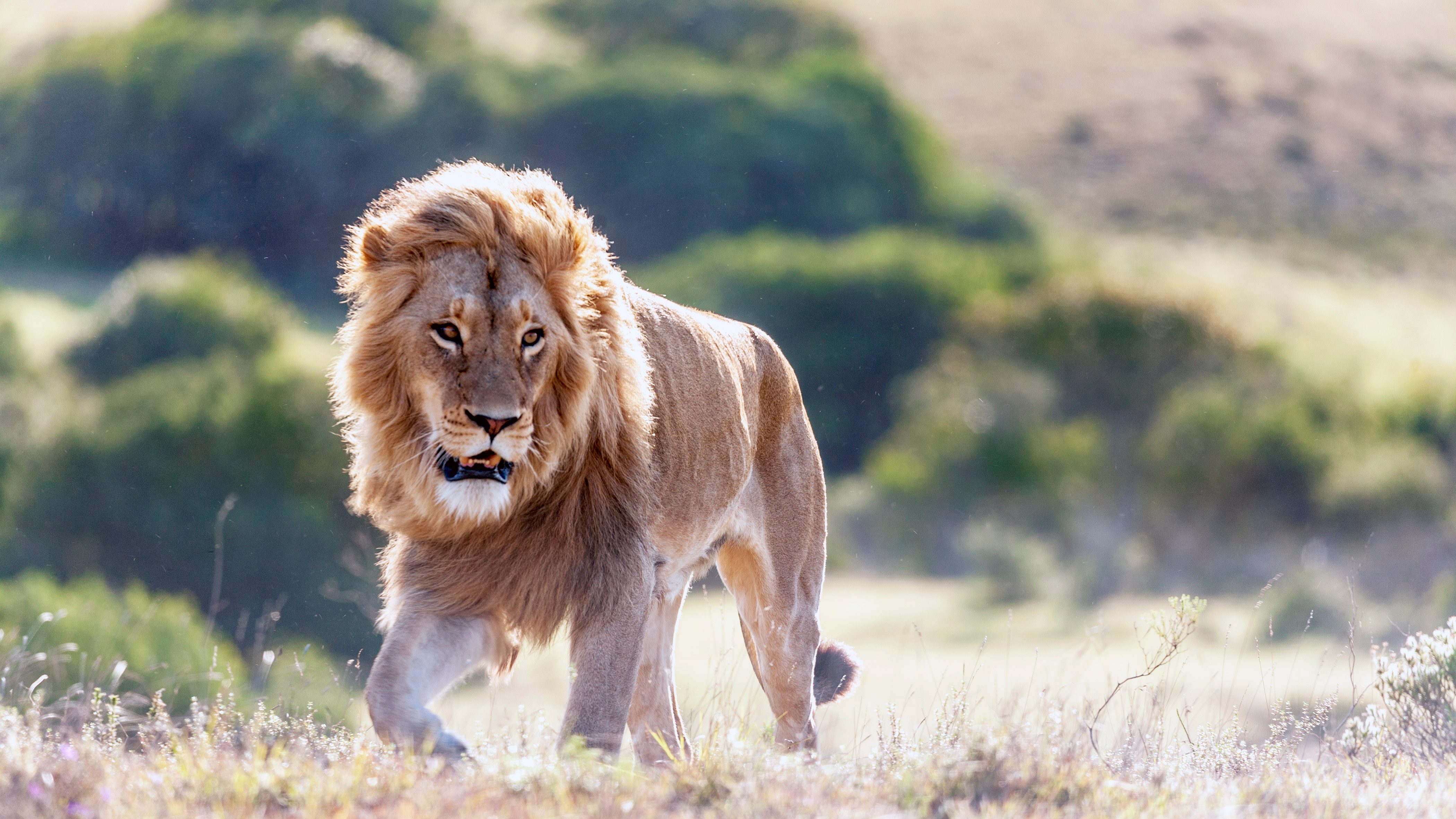 South Africa, Male Lion, with Mane South Africa, Eastern Cape, Lion, Panthera leo with full mane blowing in the wind