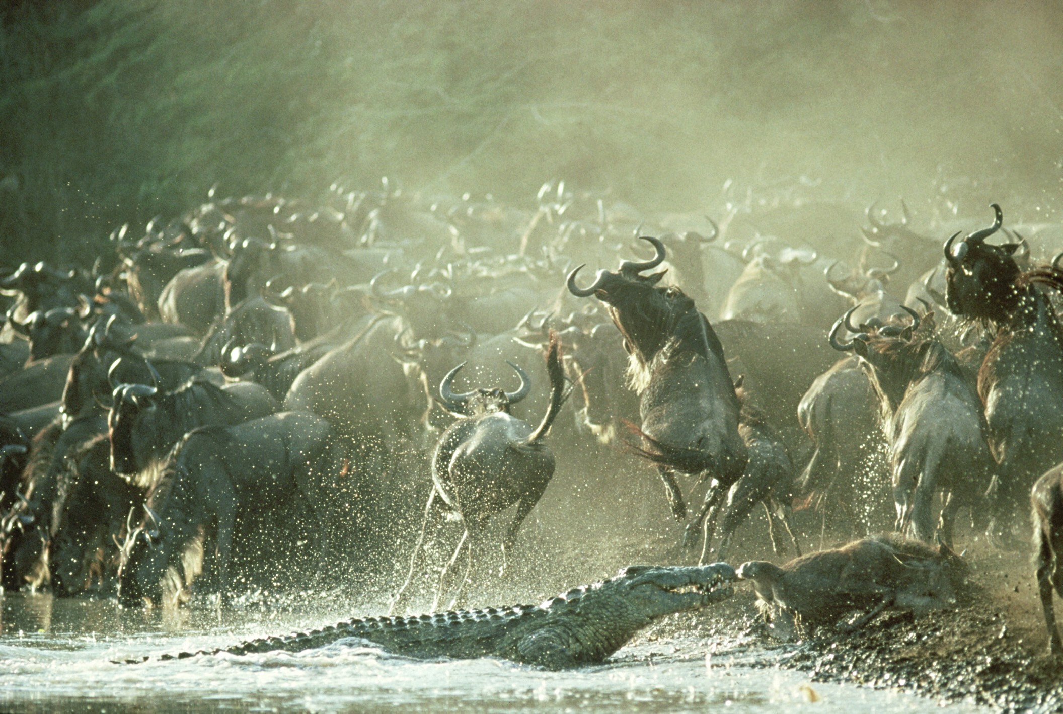 Crocodile attacks wildebeest