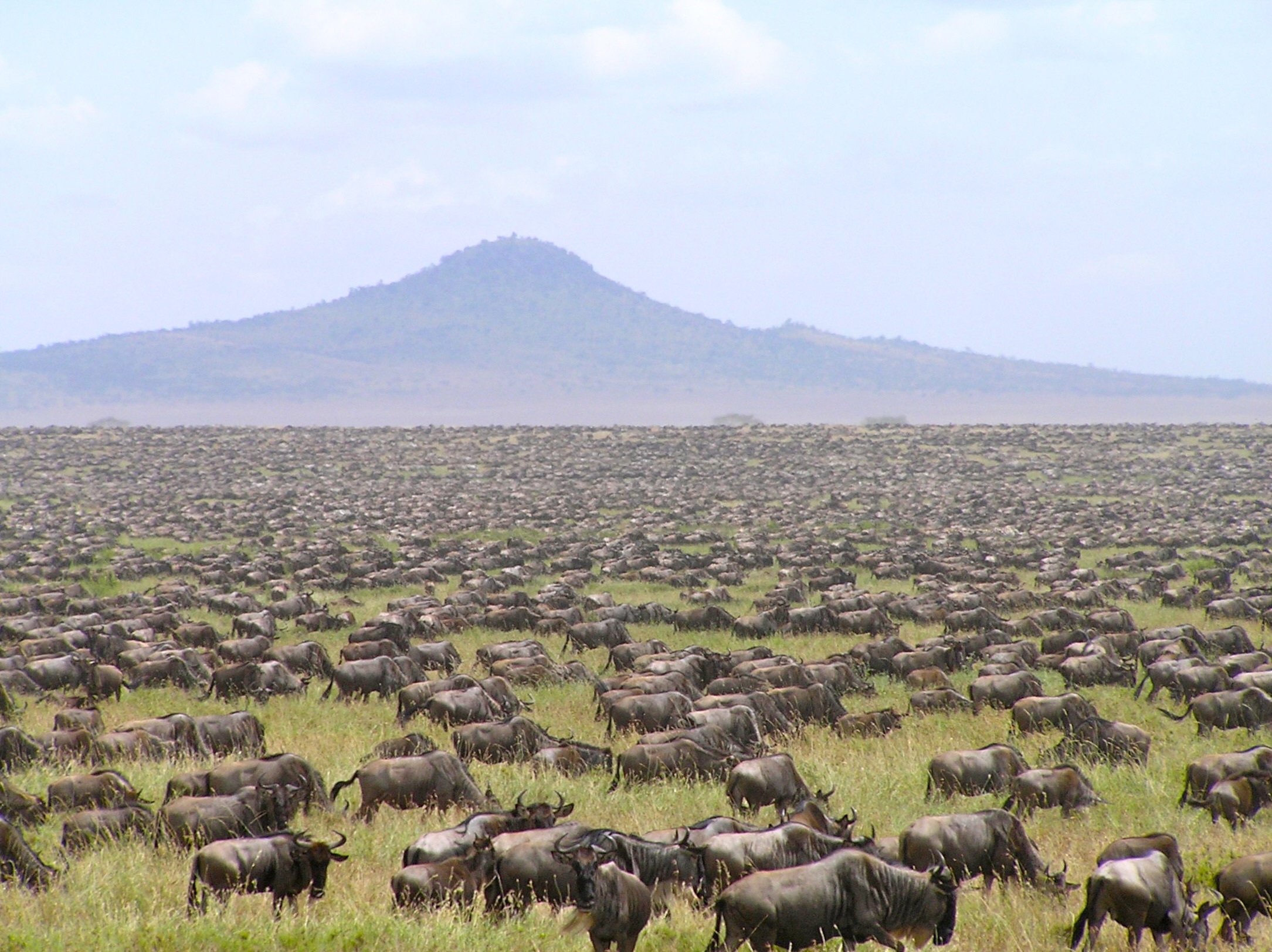Wildebeest migration, Seronera, Tanzania