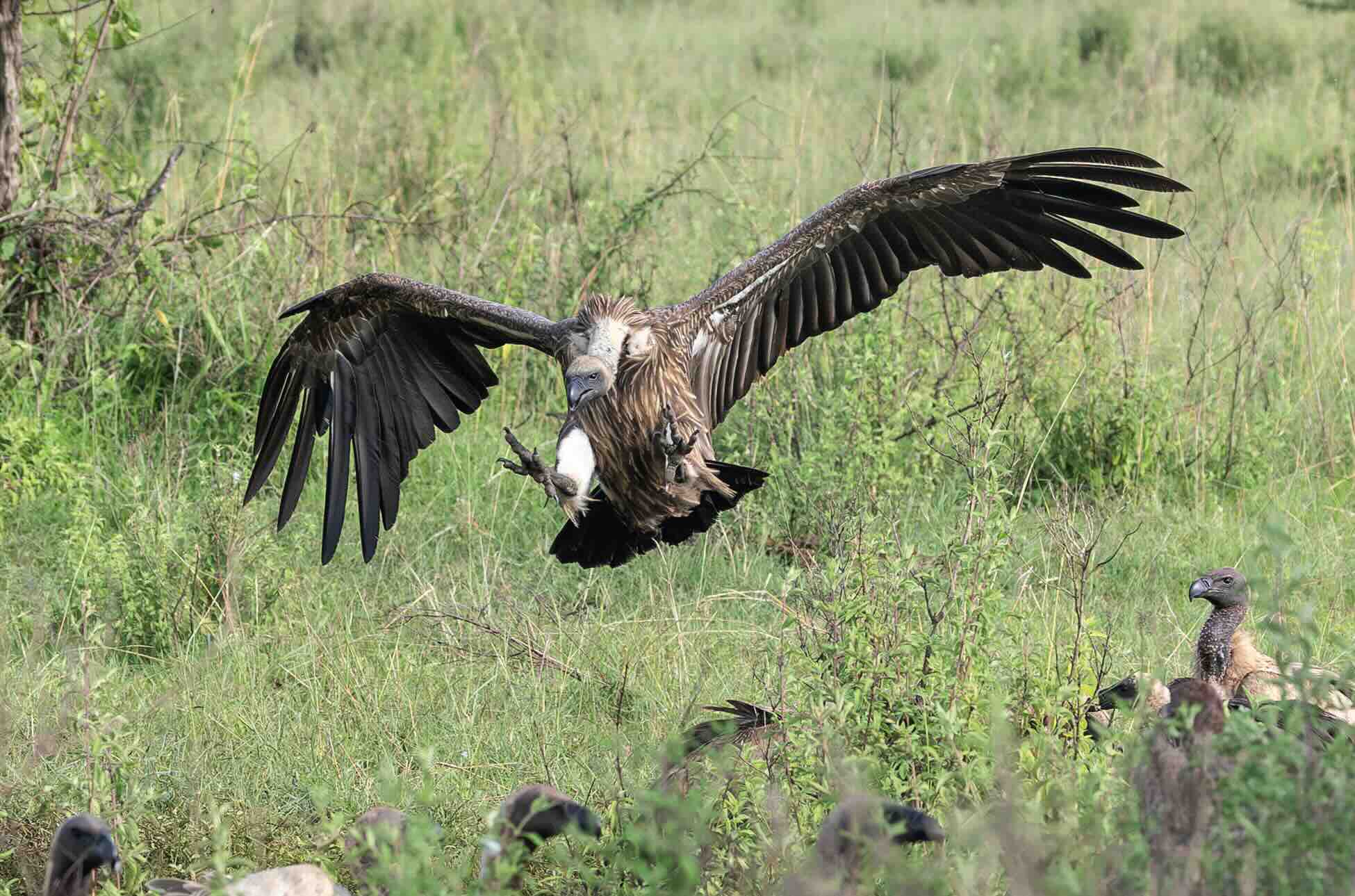 white-backed vulture