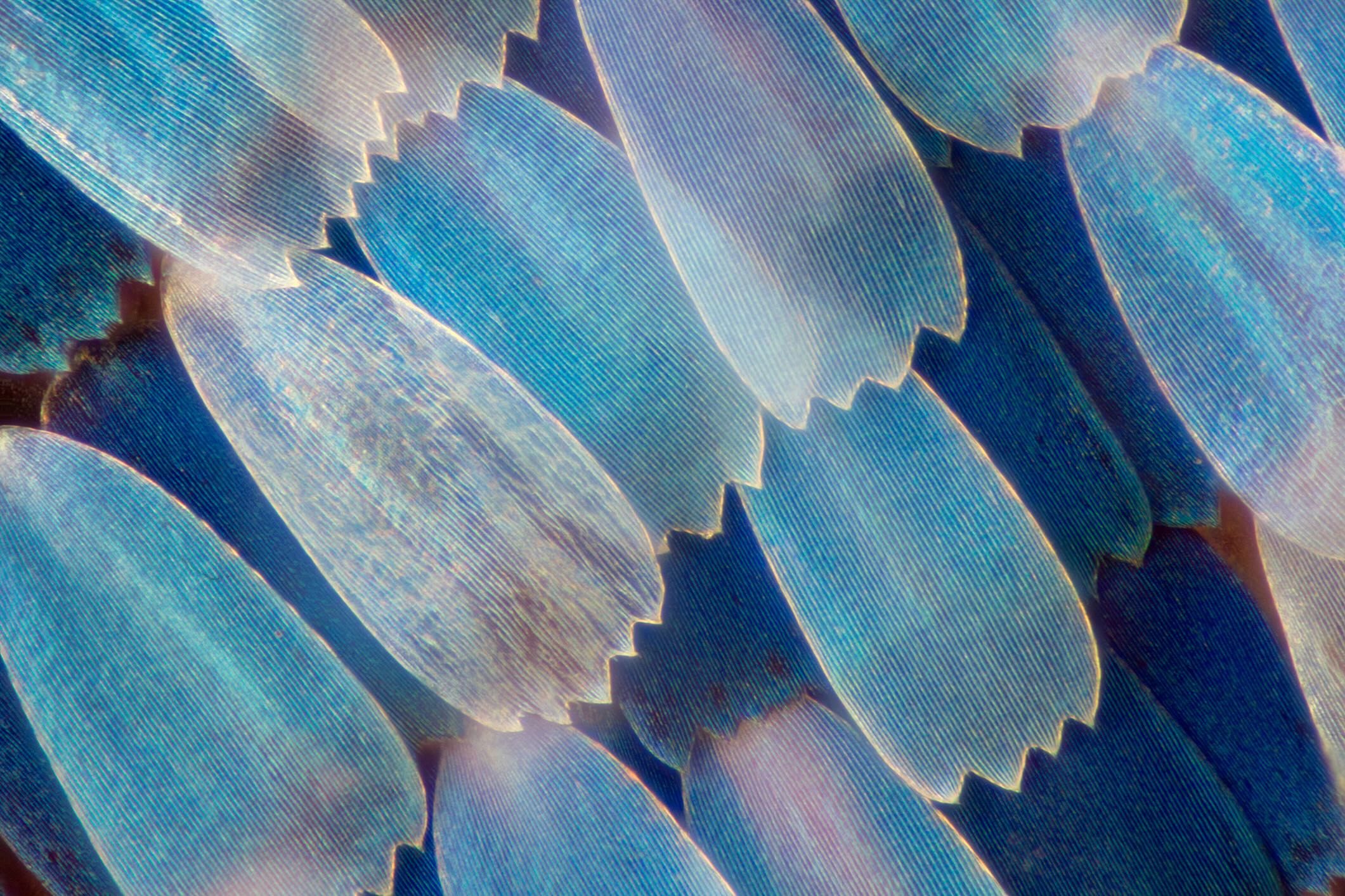 Butterfly wing under the microscope close up