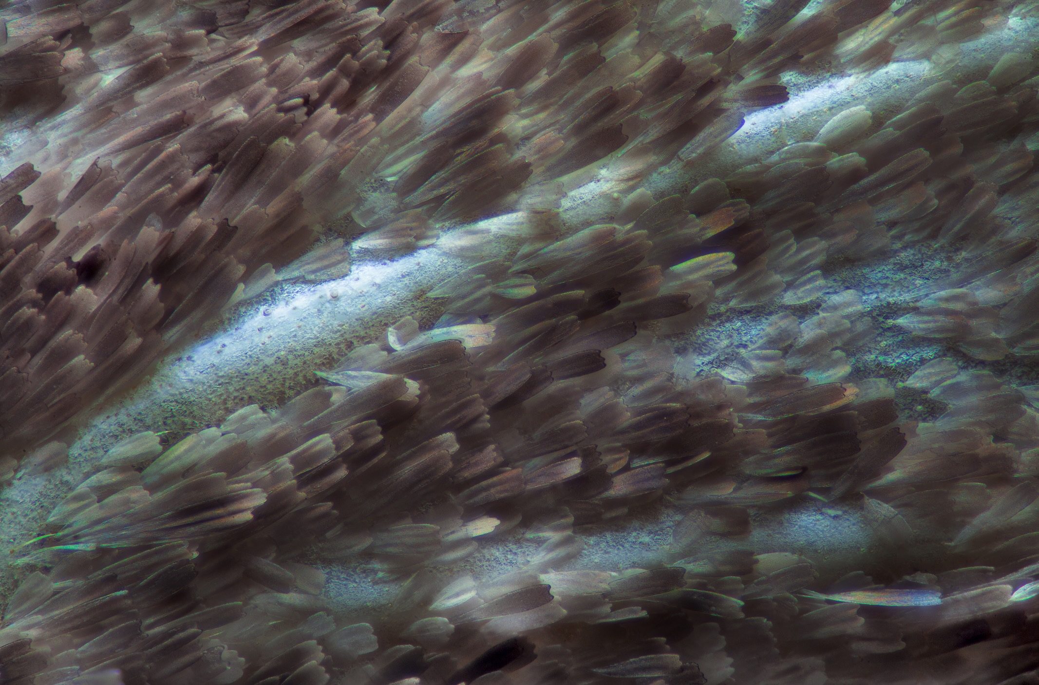Butterfly wing through a microscope
