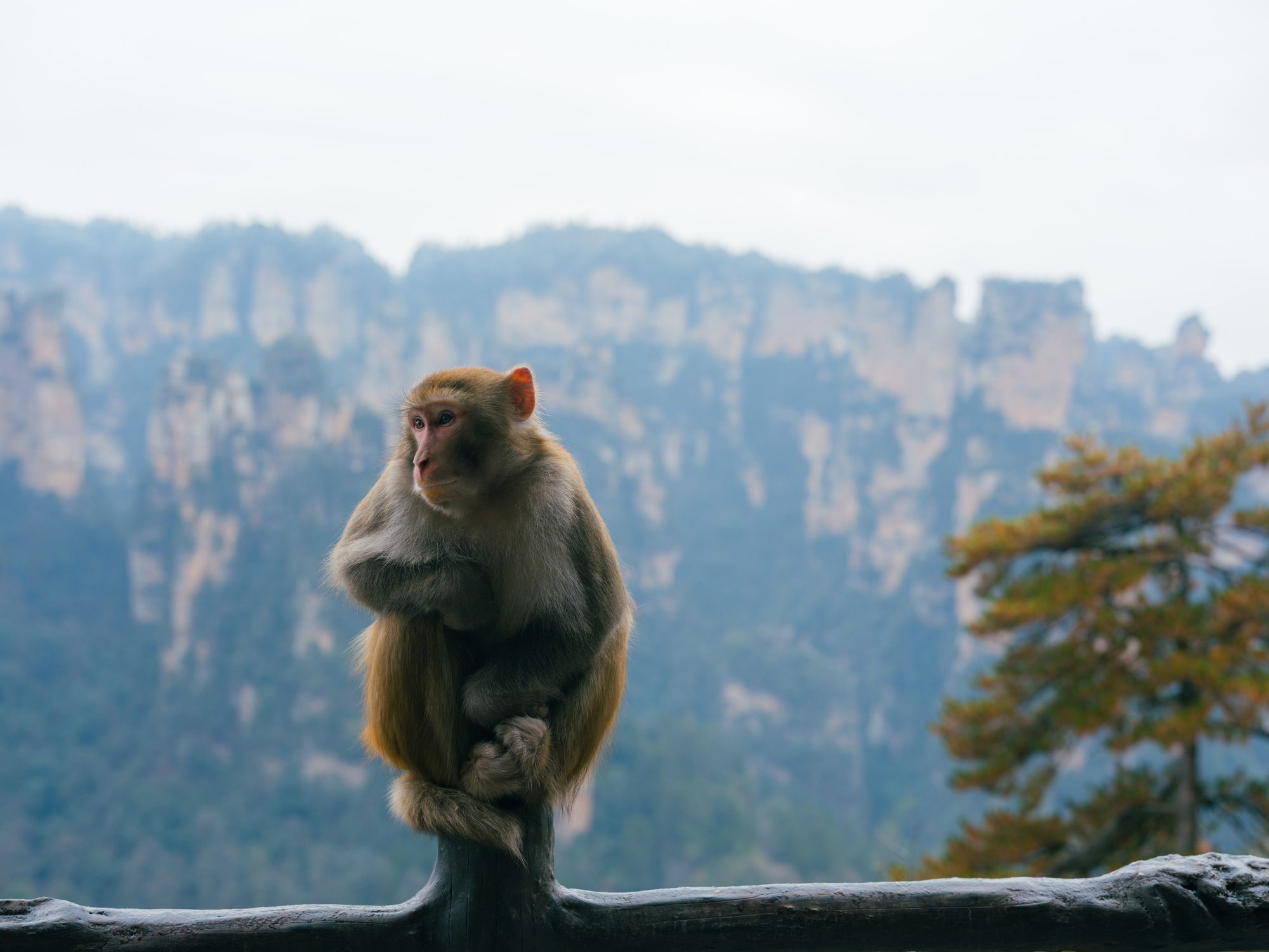 Macaque in Zhangjiajie Forest National Park in winter sits on log