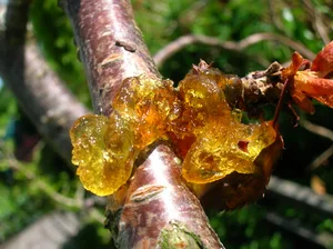 What is the jelly-like substance on a tree? What is the jelly-like substance on a tree?