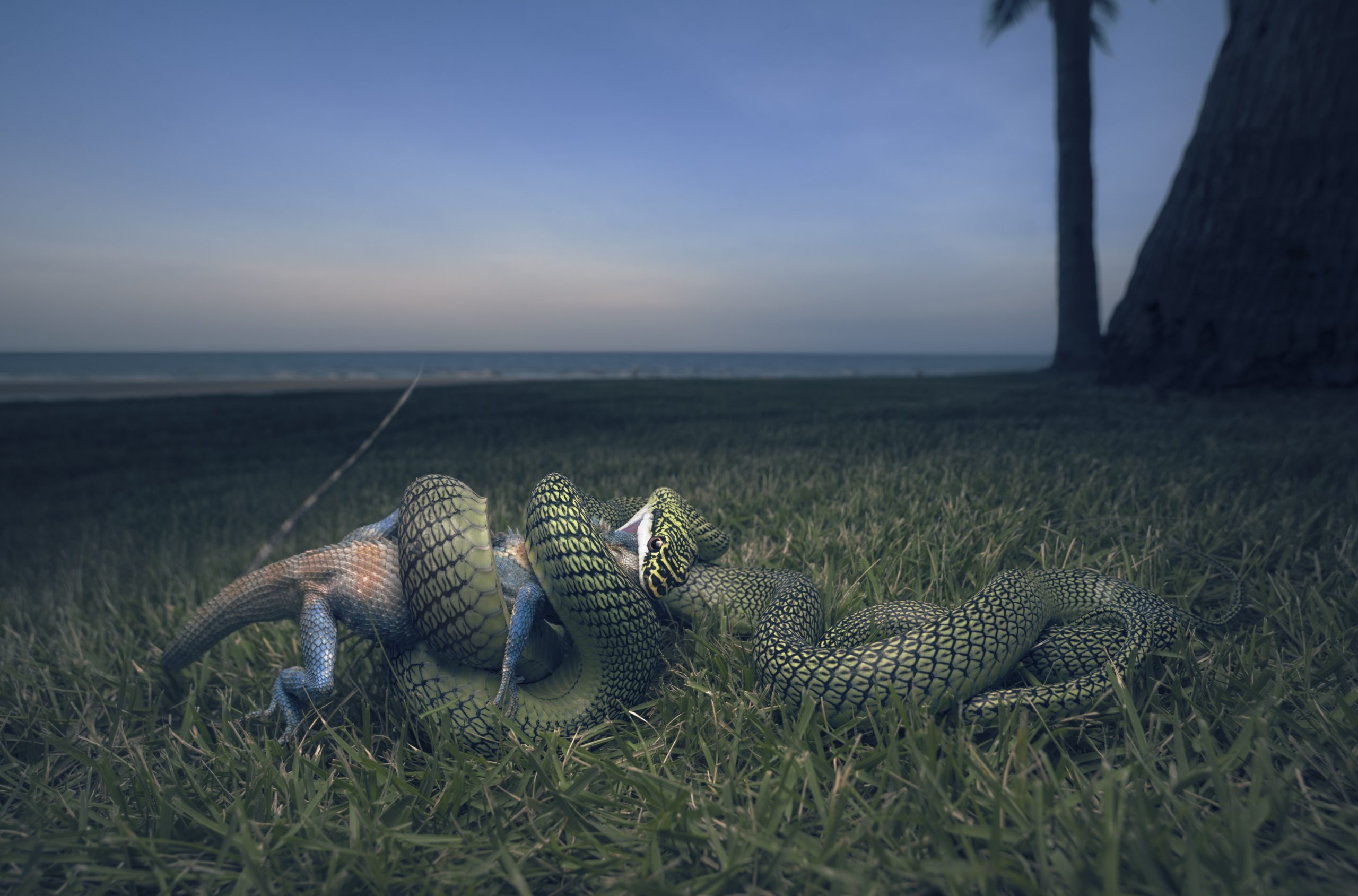 Golden tree snake