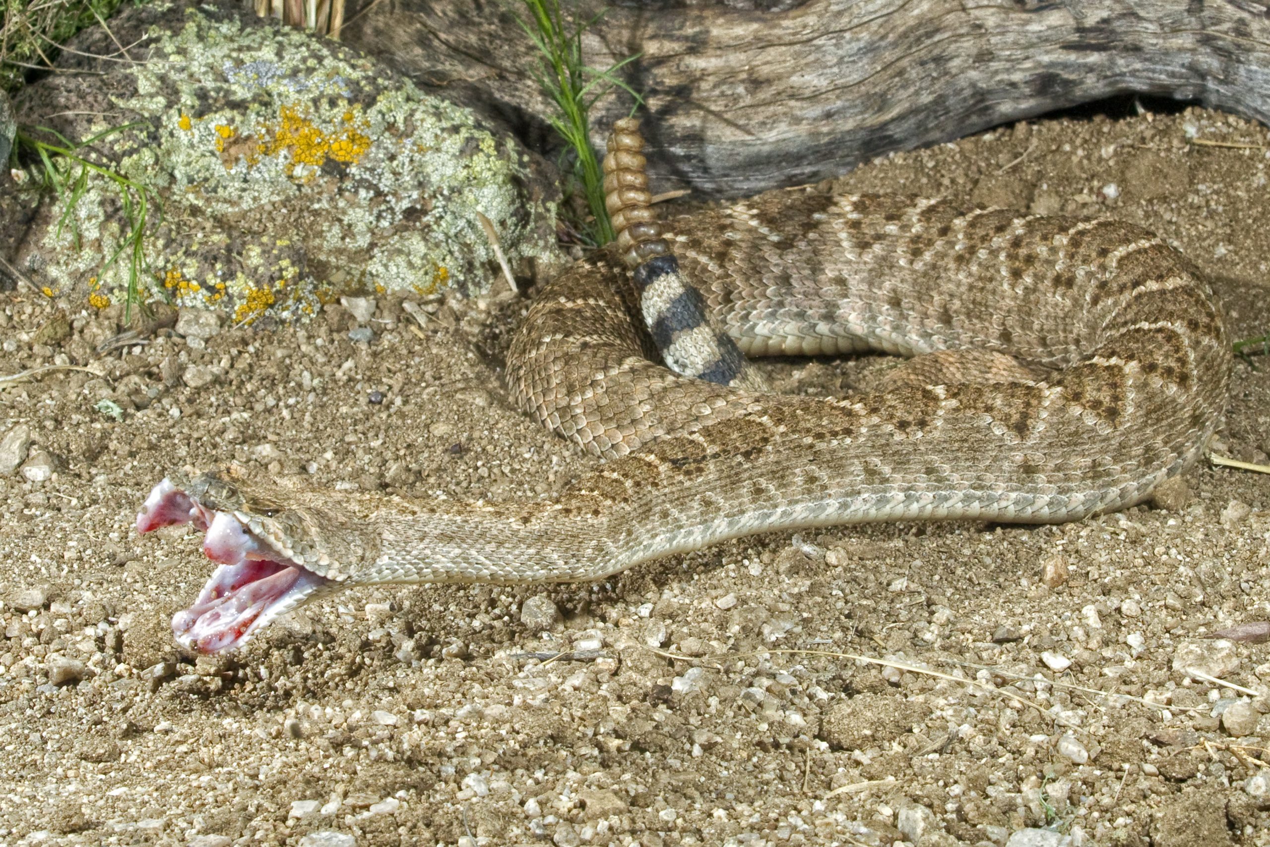 Western Diamondback Rattlesnake