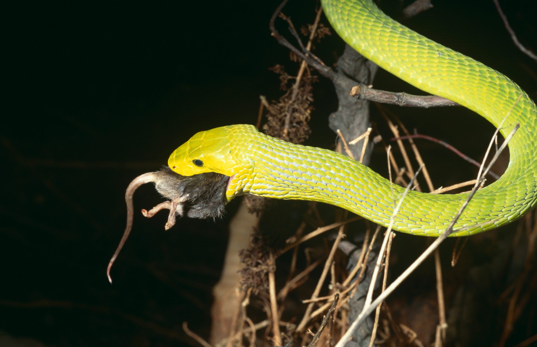 What do snakes eat?