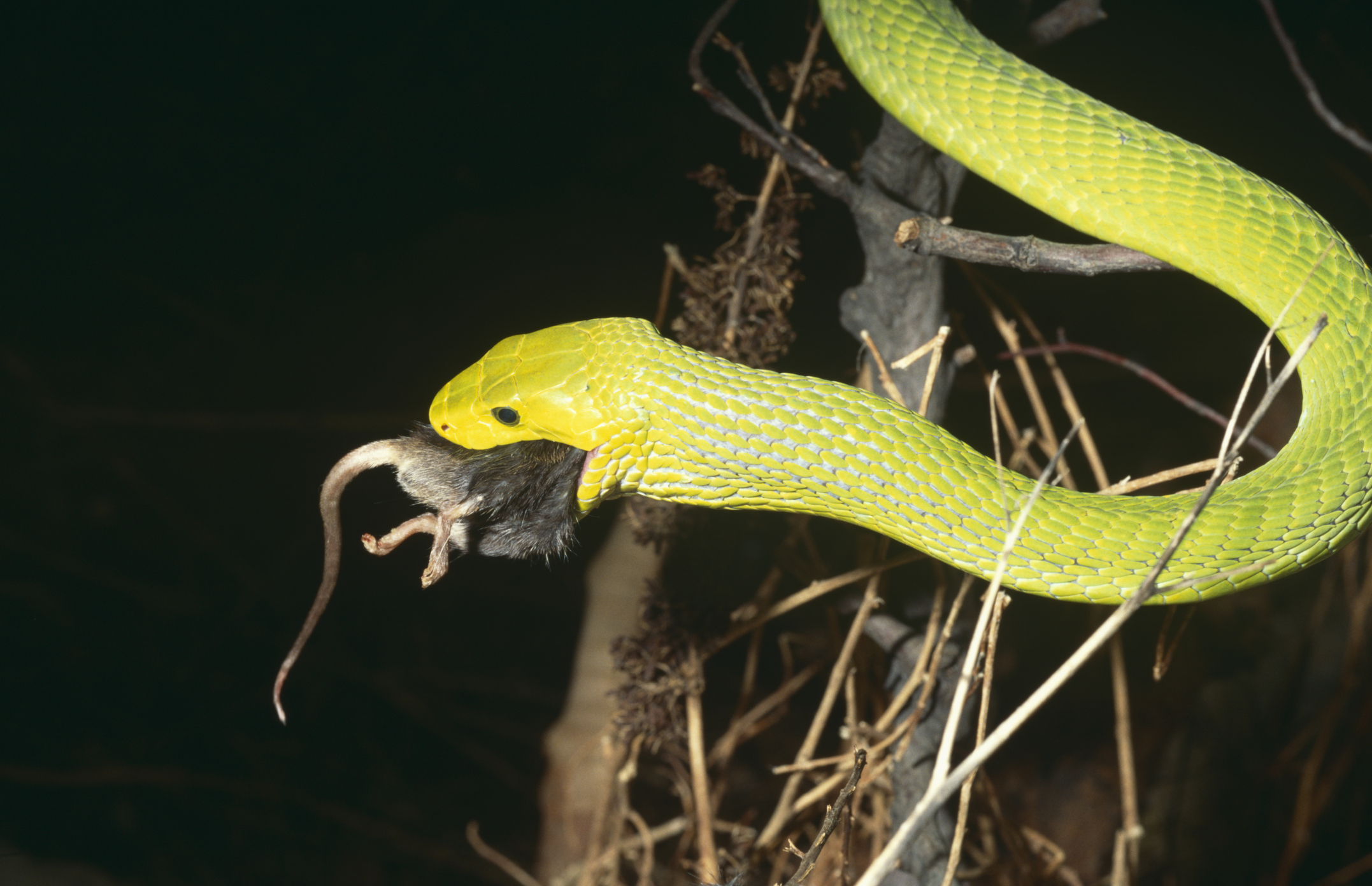 What do snakes eat?