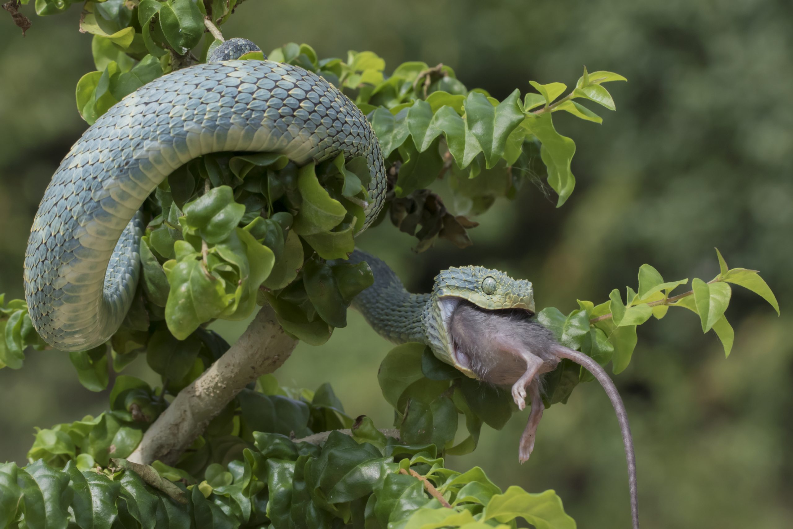 Venomous Bush Viper Snake