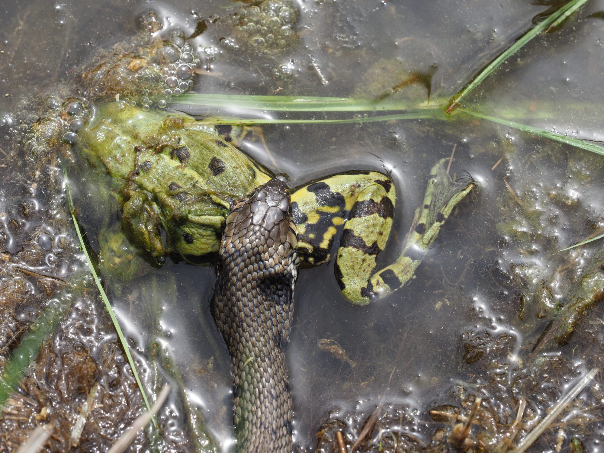 A grass snake eating a frog.