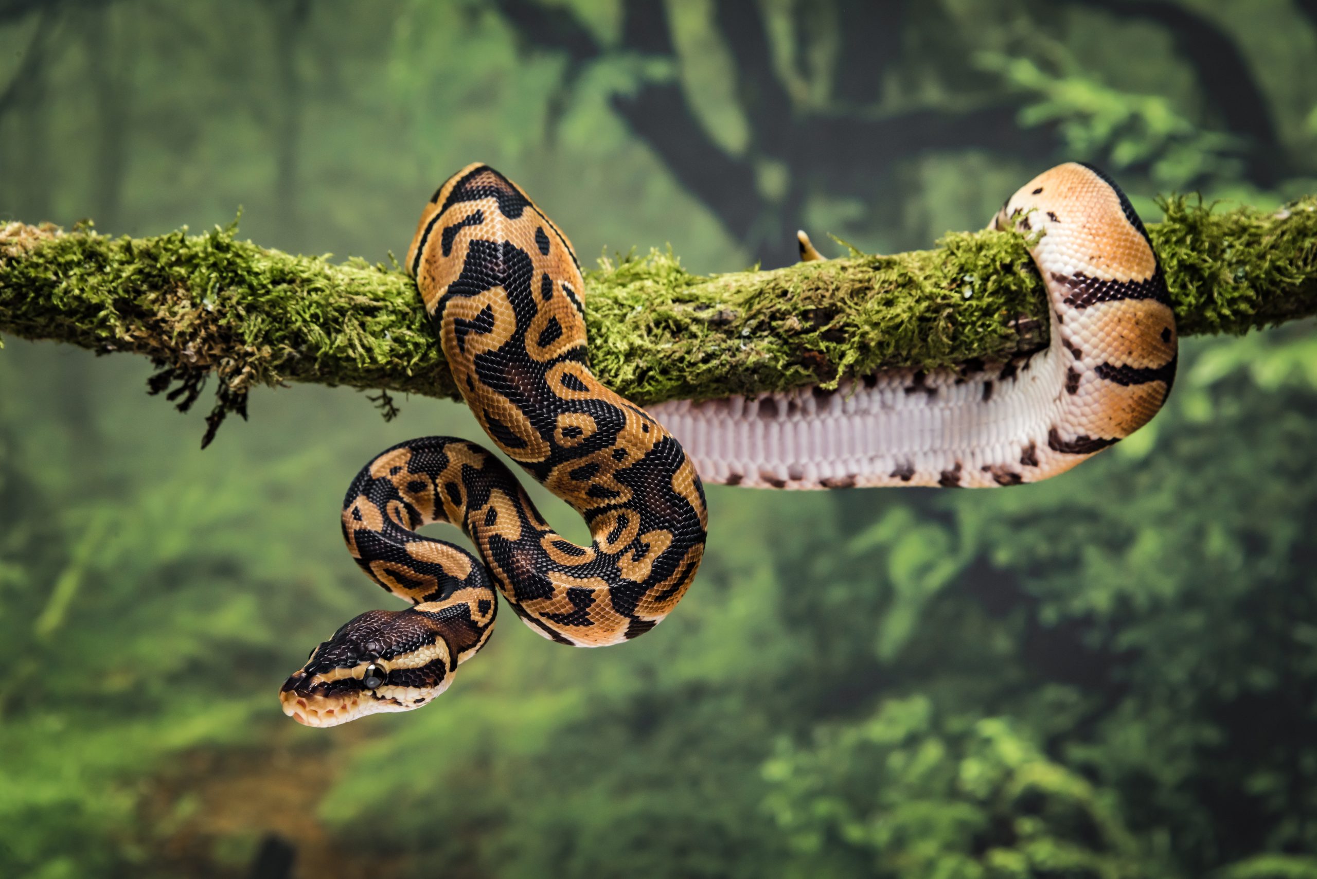 Royal python on branch