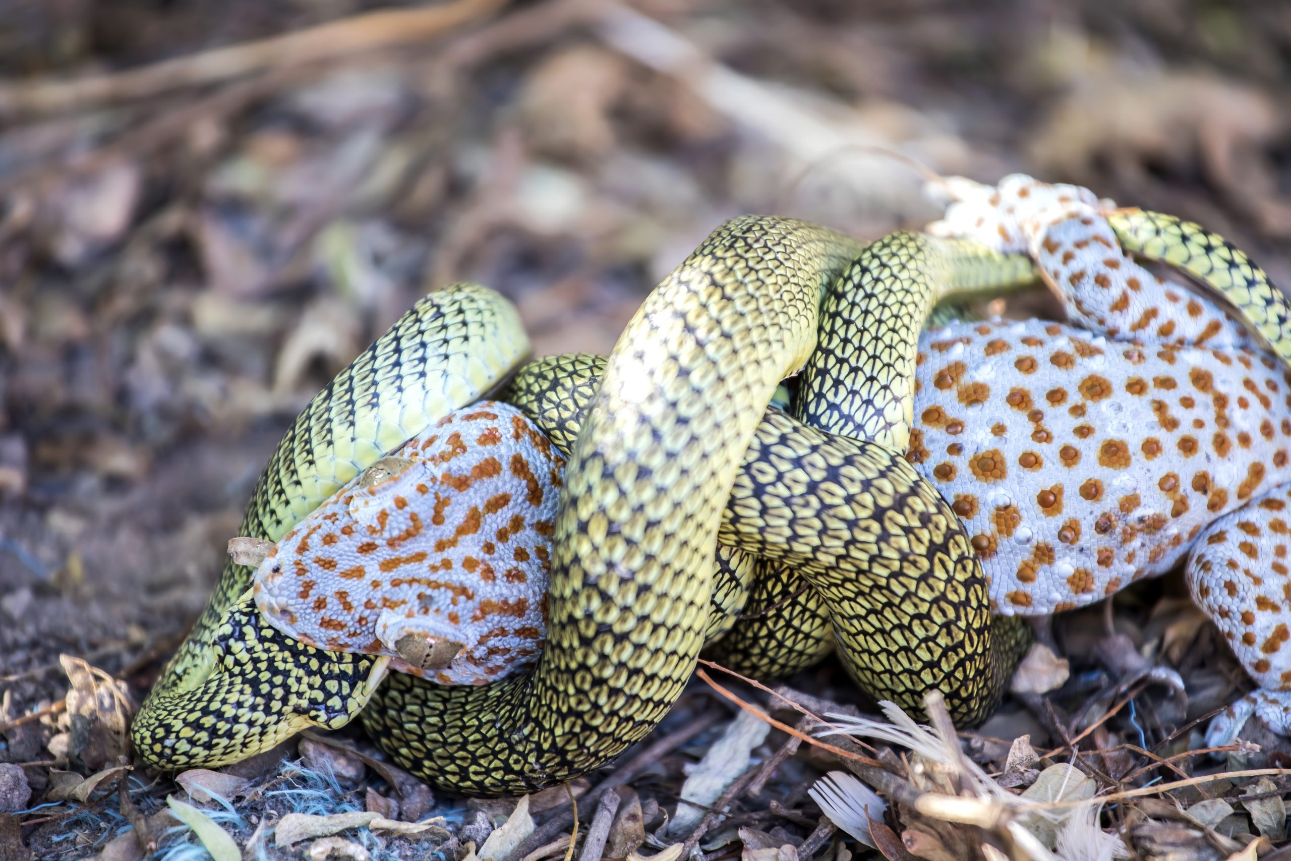 Close-Up Of Green Snake