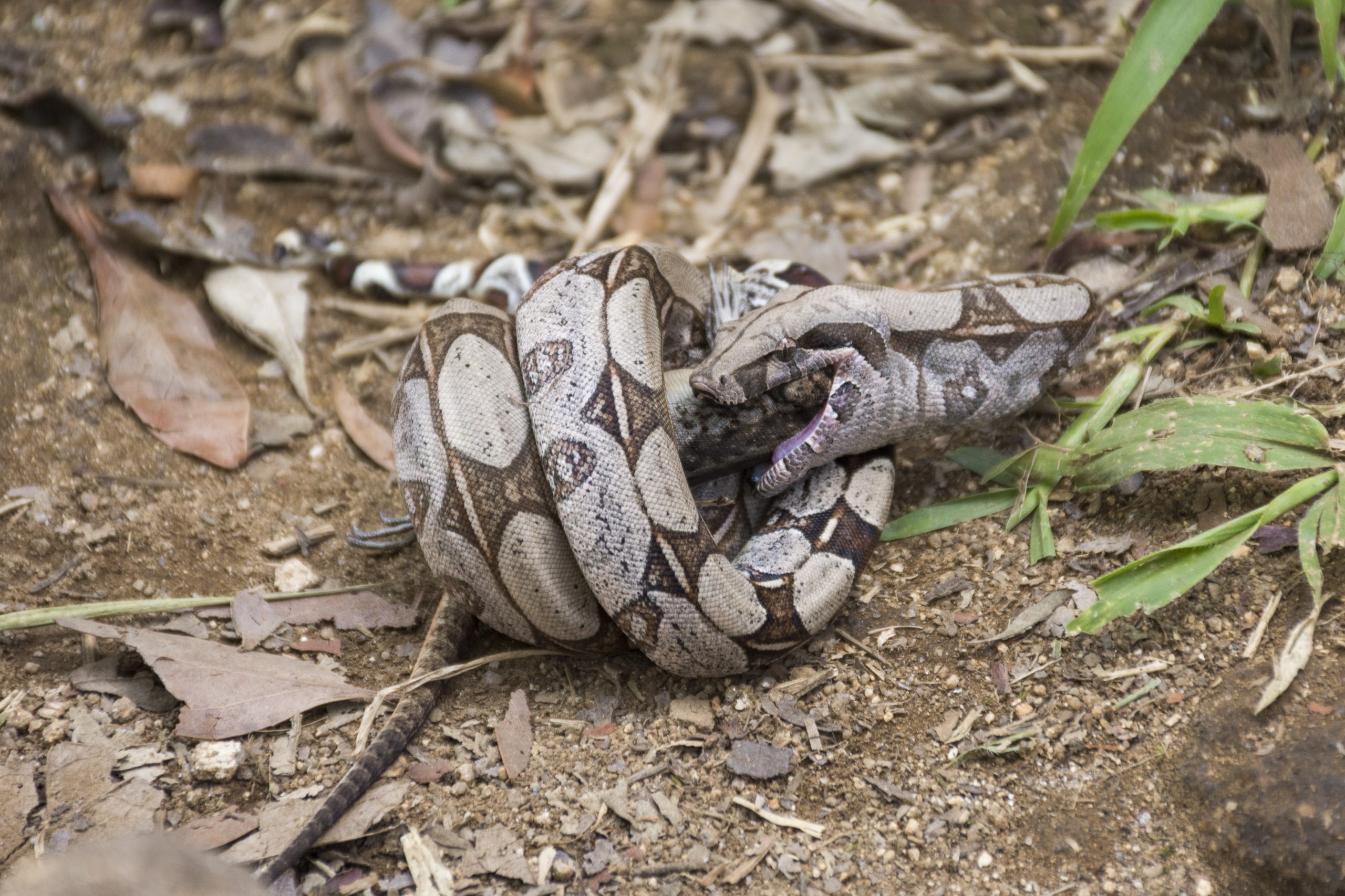 Boa constrictor