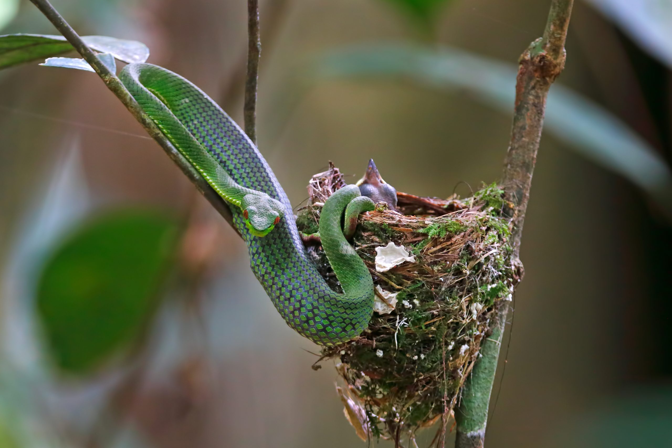 Green Pit Viper Trimeresurus