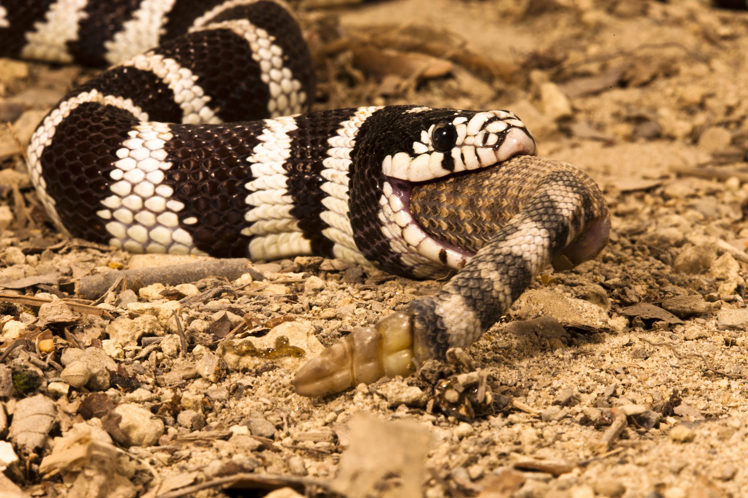 California Kingsnake, Lampropeltis getula californiae, eating a rattlesnake