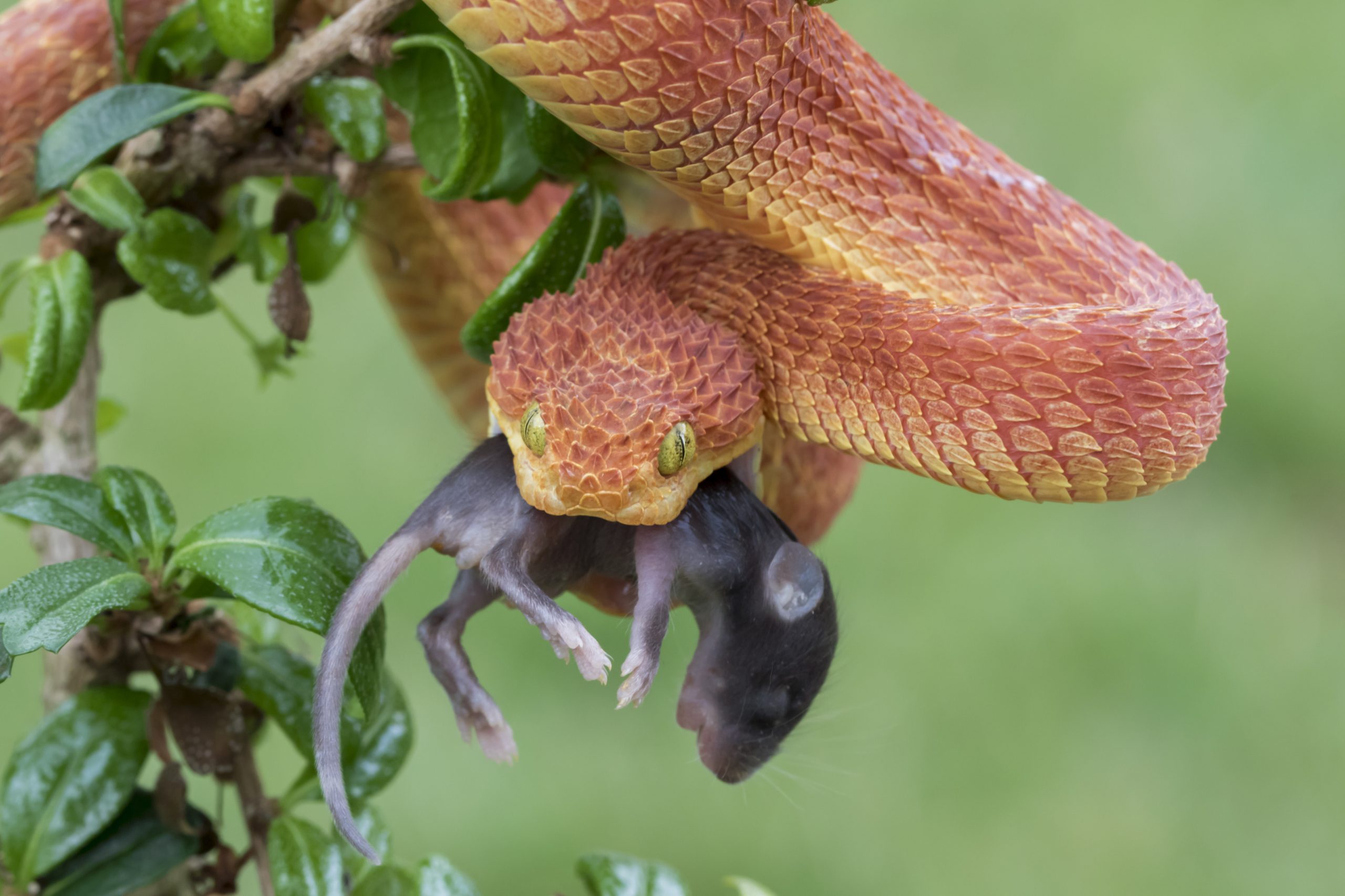 Bush Viper with Prey (Mouse)