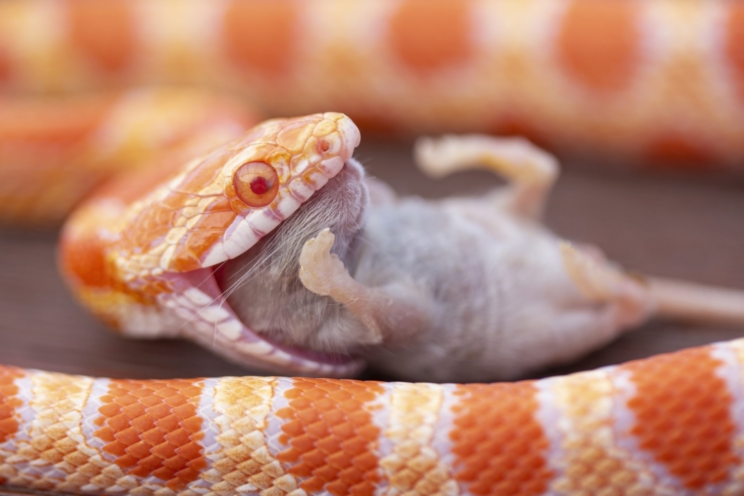 Snake eating a mouse